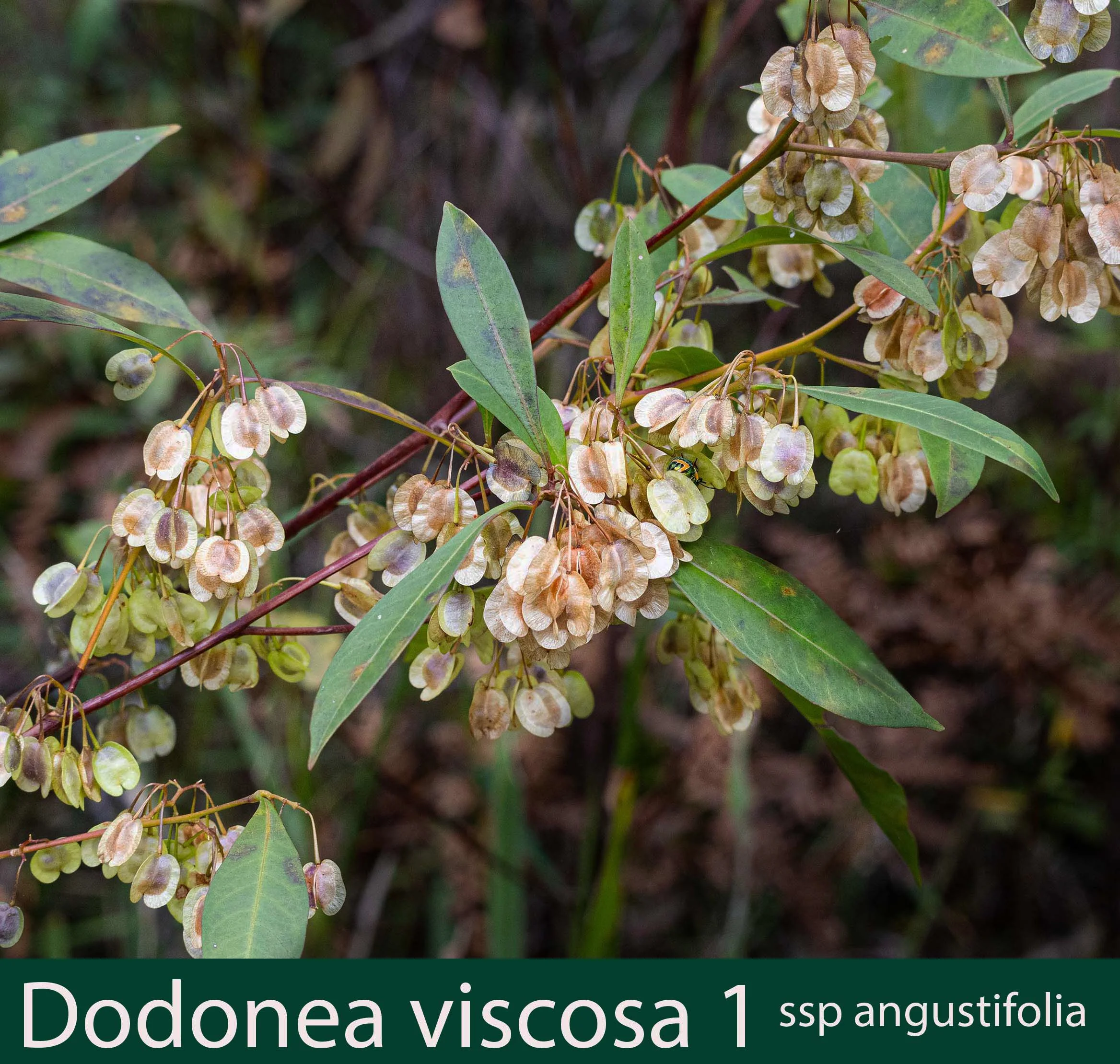Dodonea viscosa ssp angustifolia 1.jpg