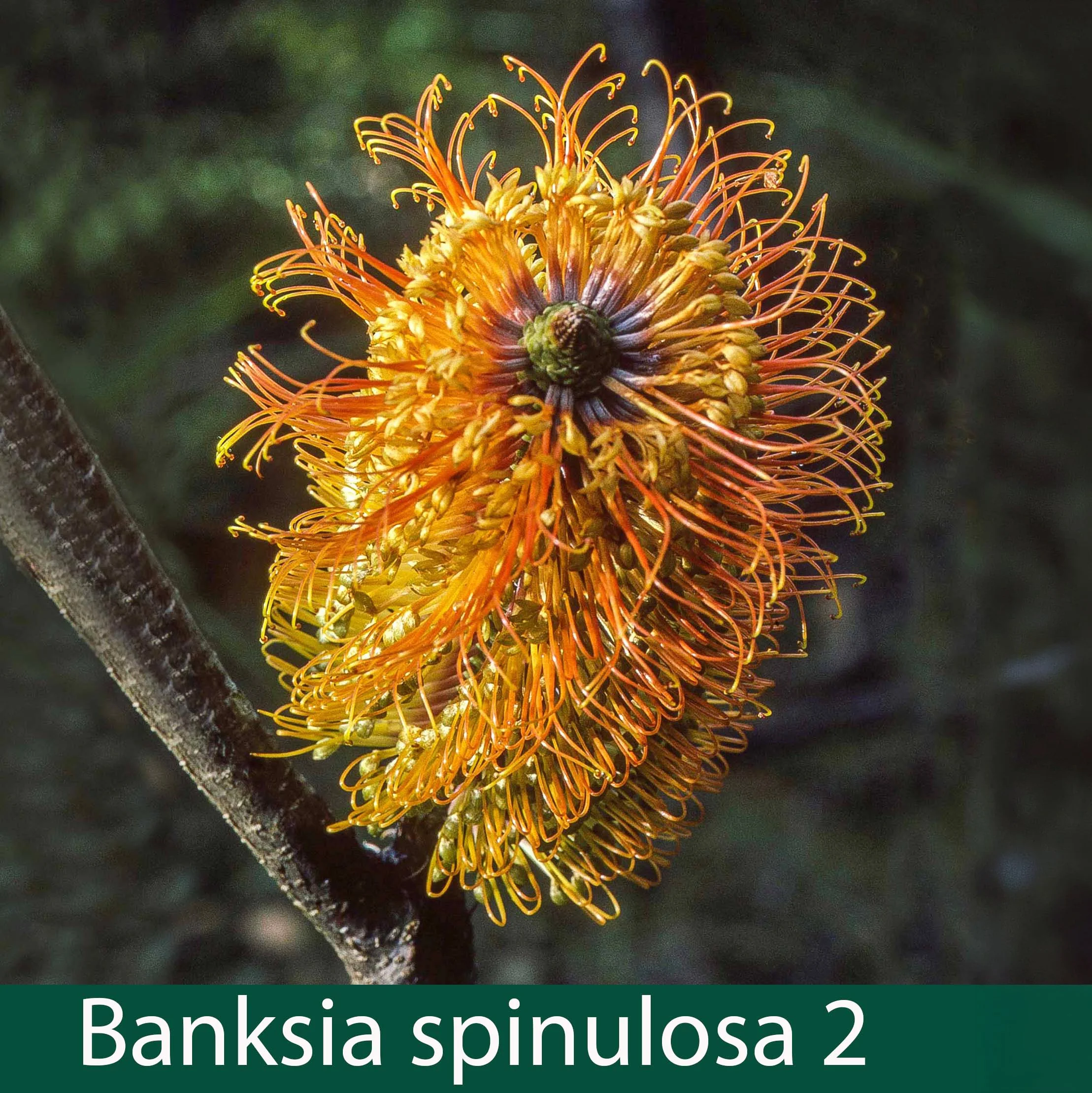 Banksia spinulosa 2   Hairpin Banksia.jpg