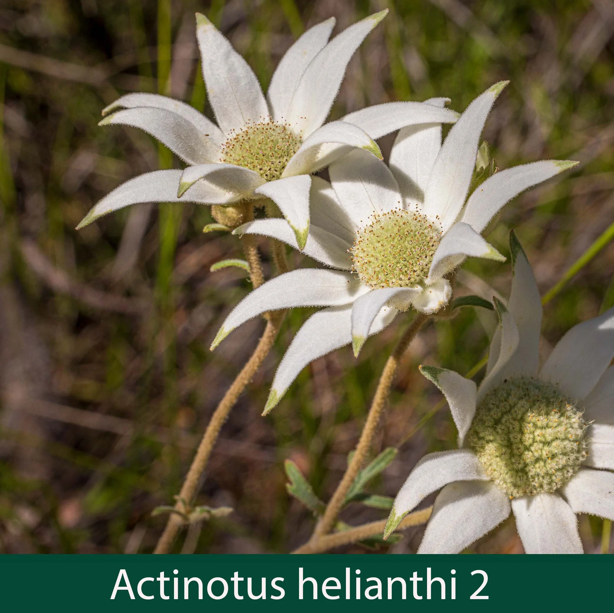 Actinotus helianthi 2.jpg