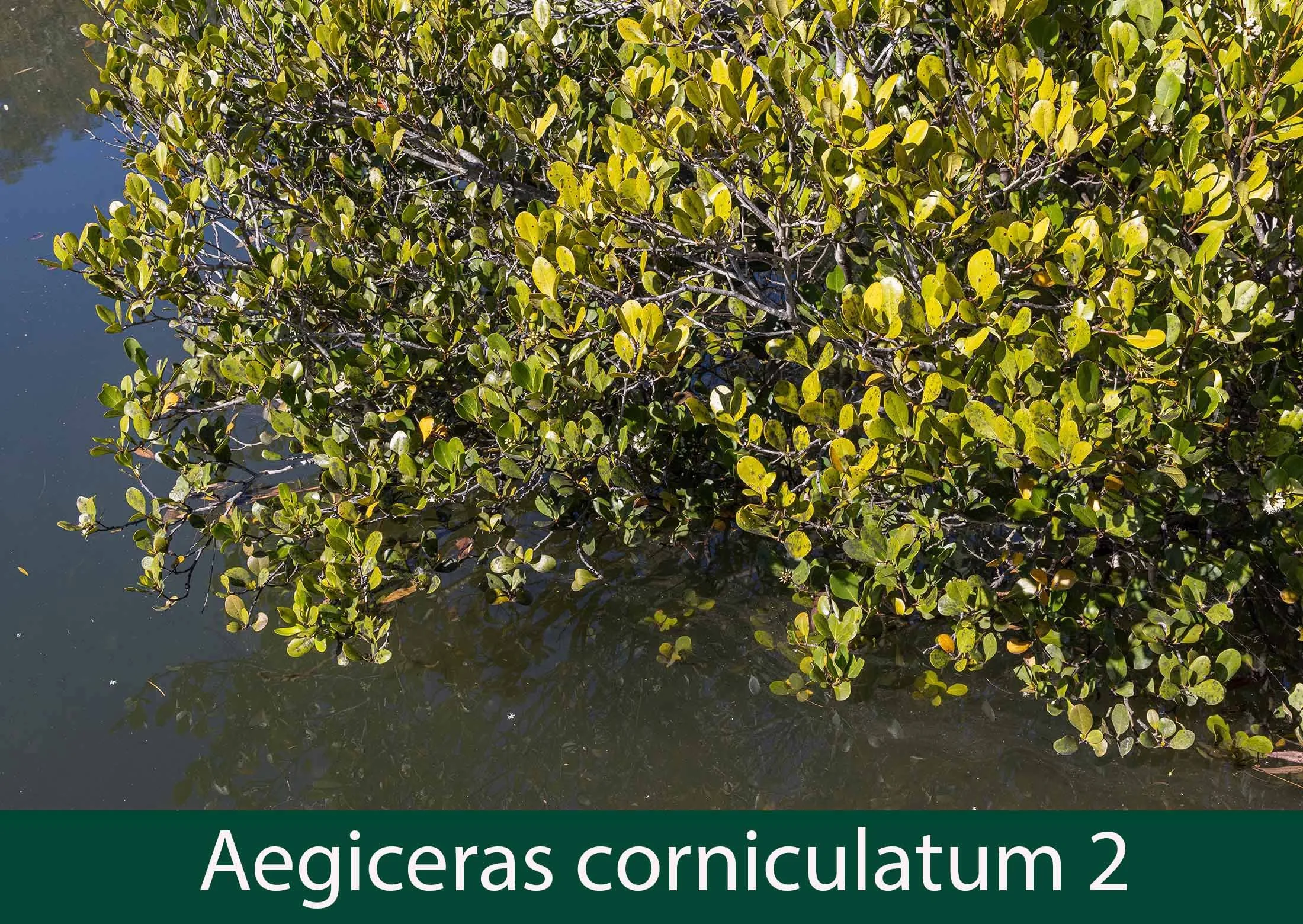 Aegiceras corniculatum 2_.jpg