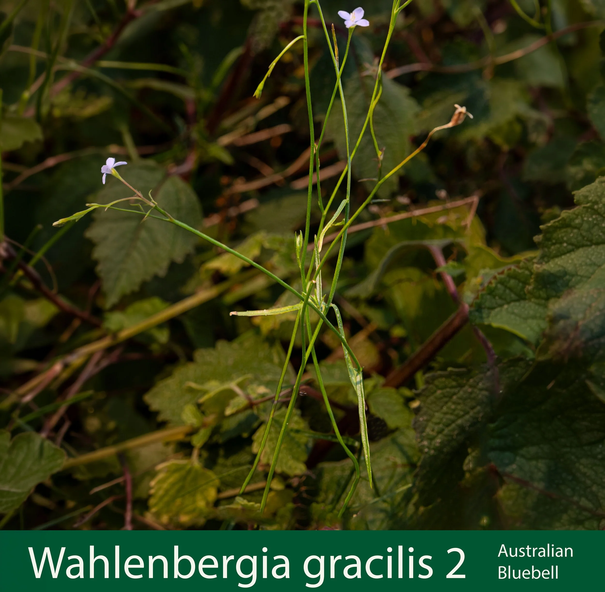 Wahlenbergia gracilis 2--261A0359 copy.jpg