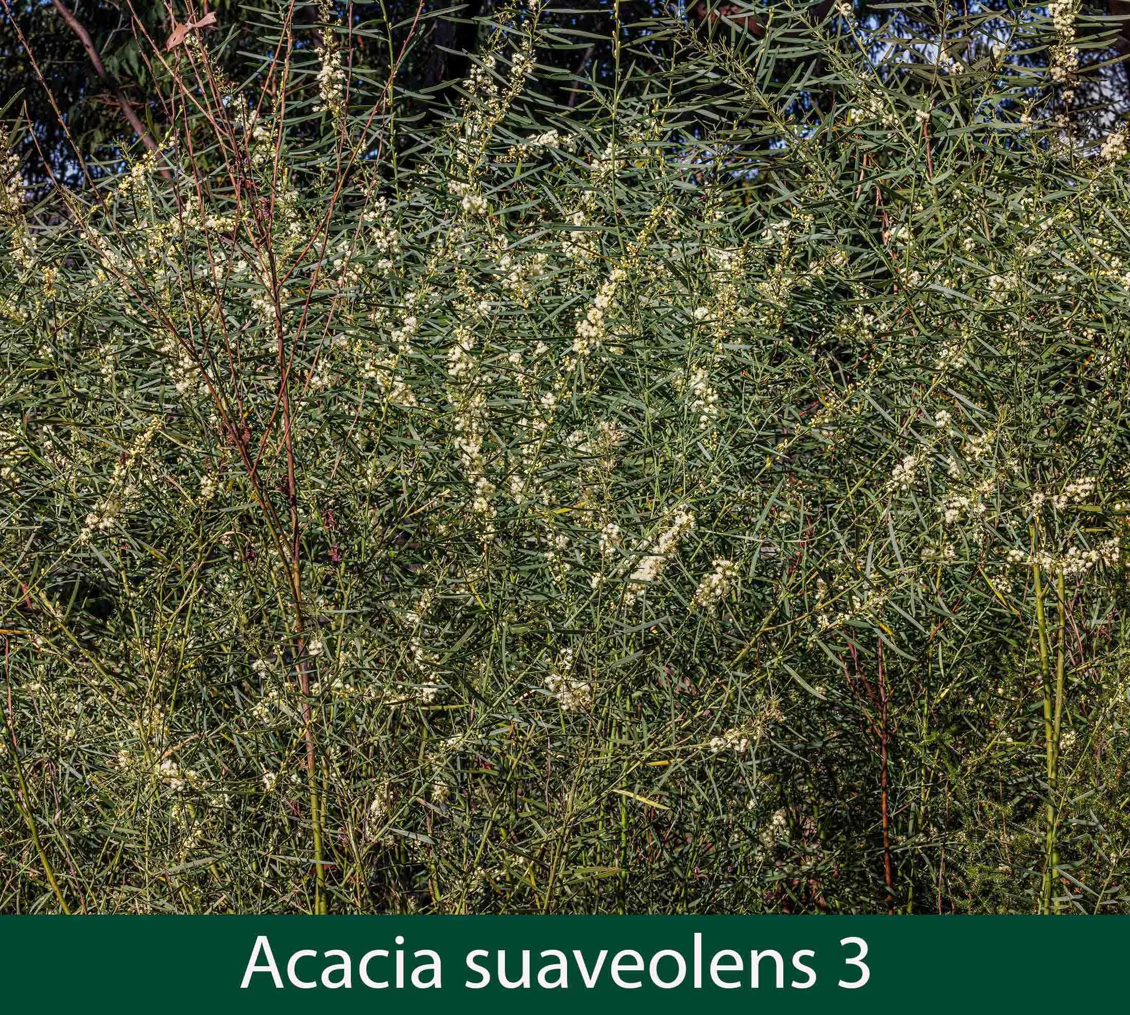 Acacia suaveolens 3.jpg
