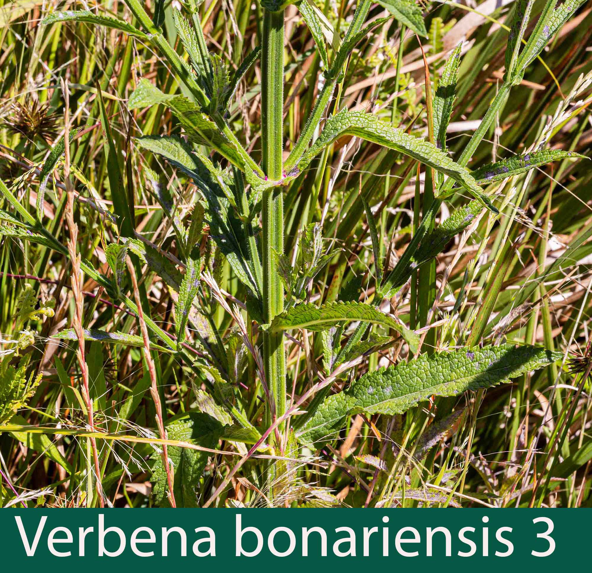 Verbena bonariensis stem and leaves.jpg