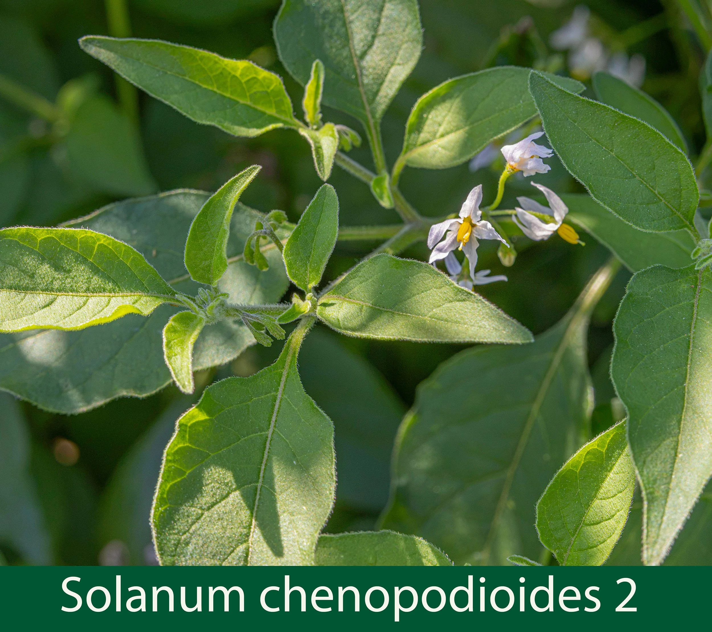 Solanum chenopodioides 2.jpg