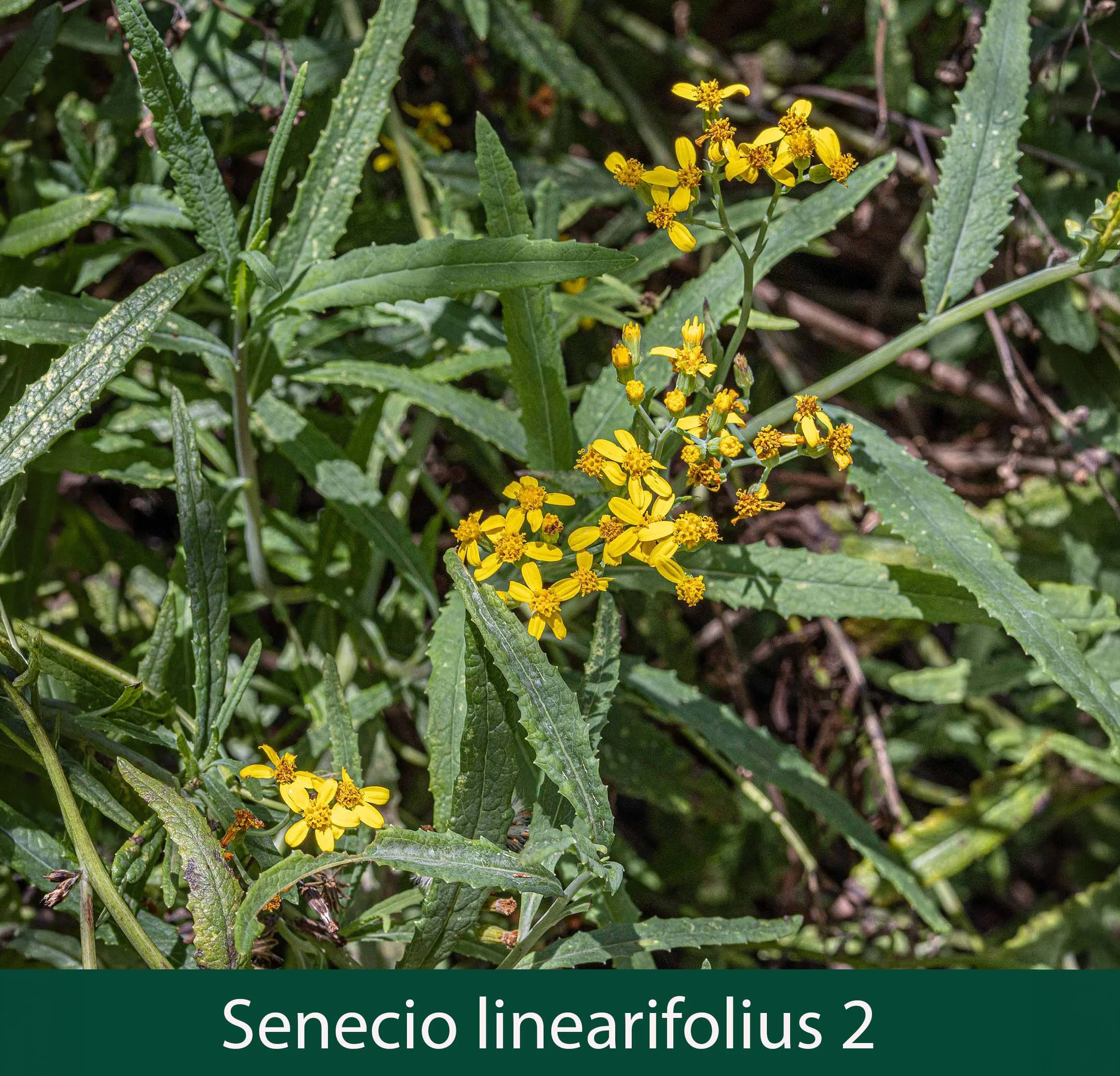 Senecio linearifolius 2.jpg
