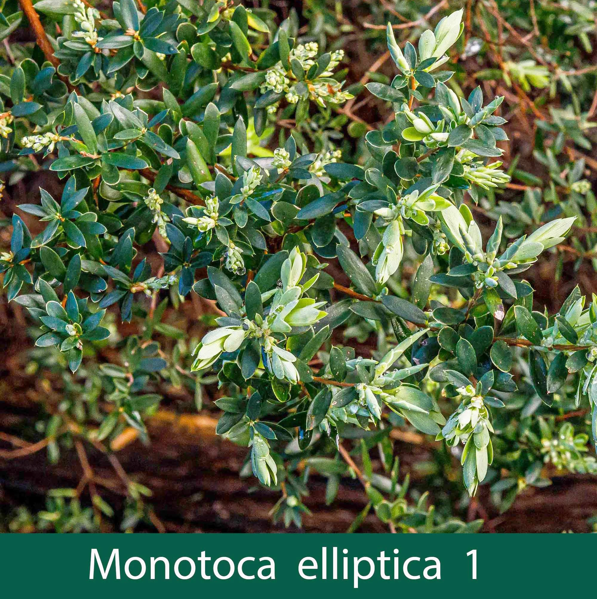 Monotoca elliptica 1_.jpg