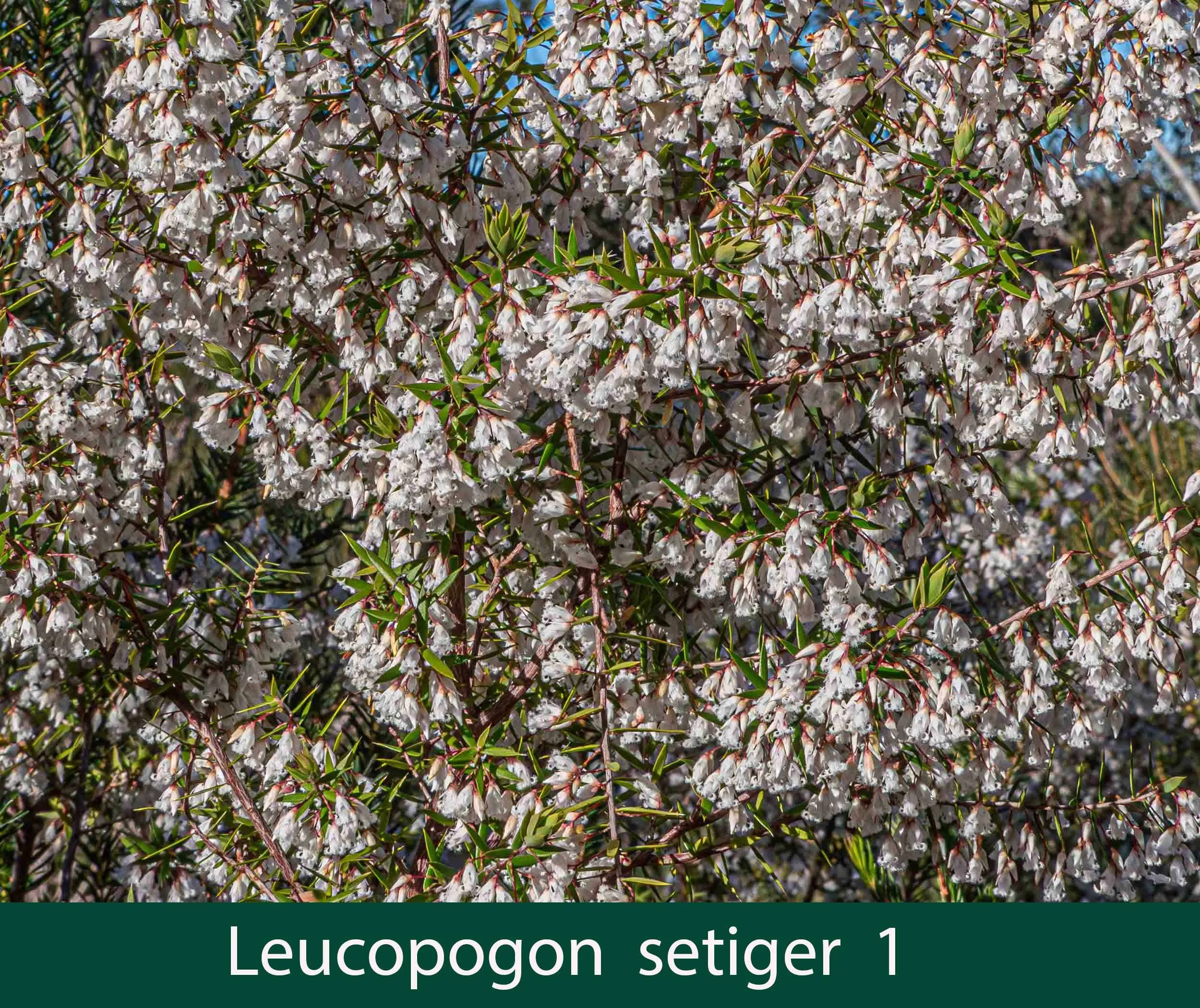 Leucopogon setiger 2_.jpg