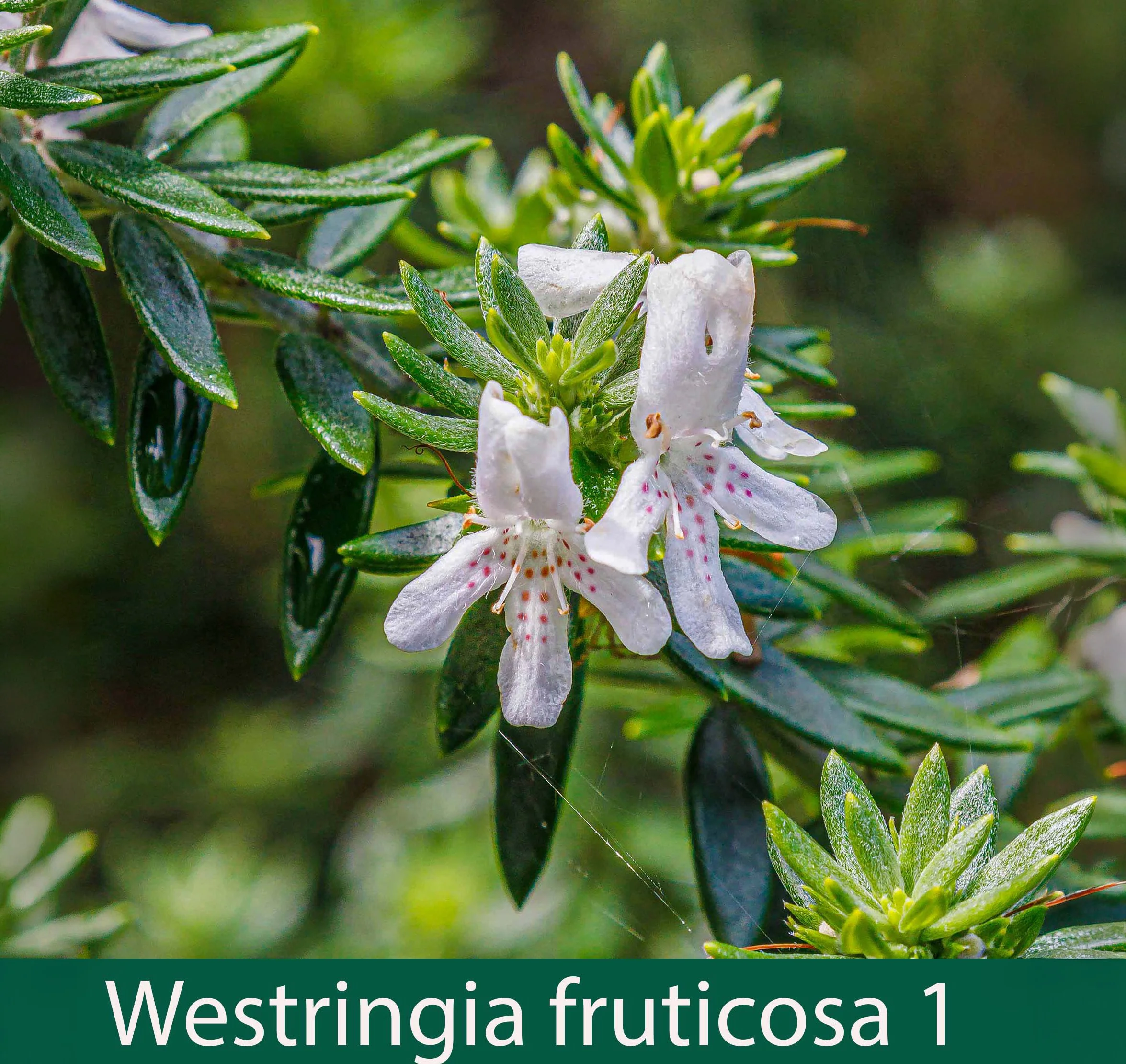 Westringea fruticosa 1_.jpg