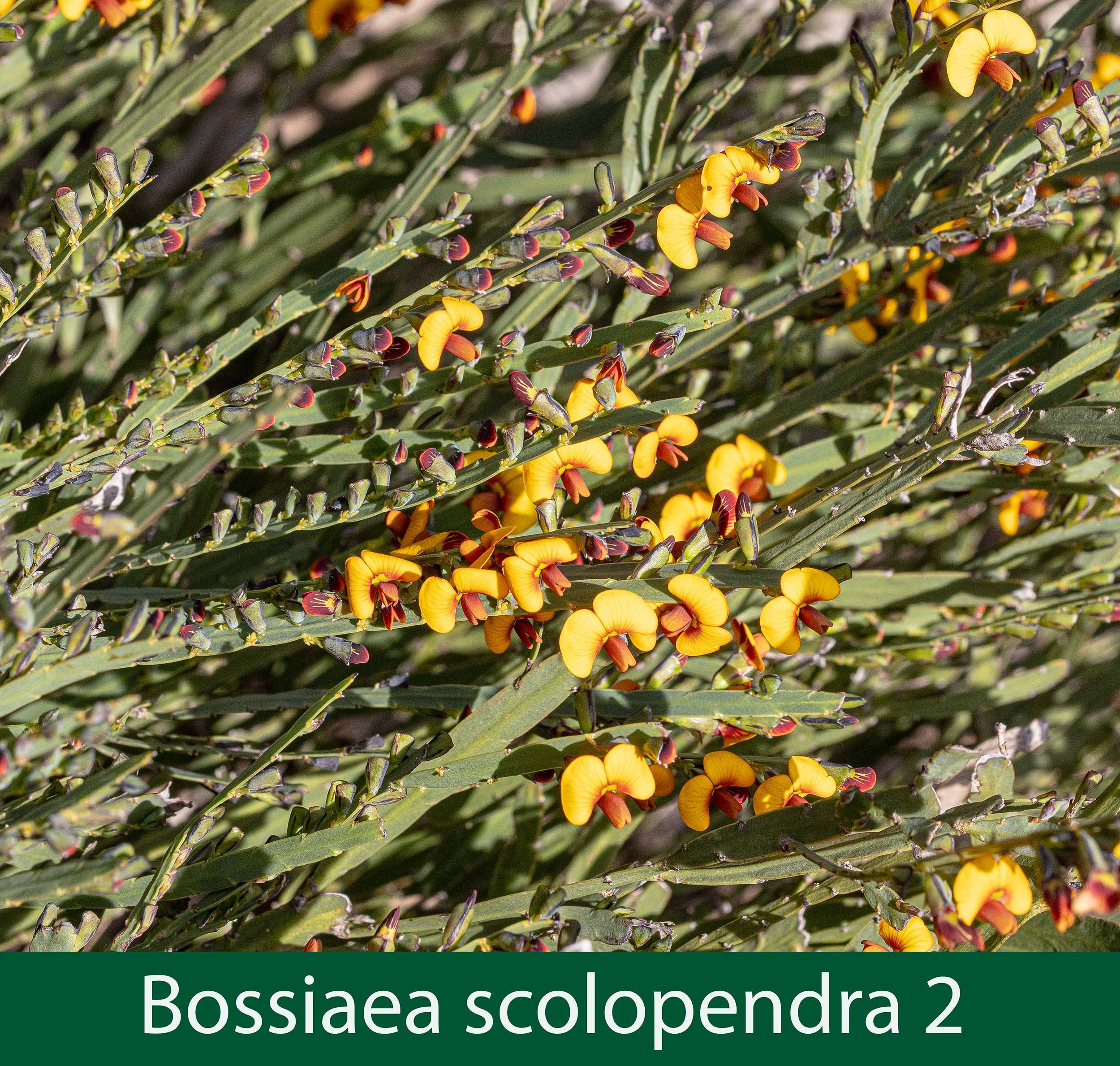 Bossiaea scolopendra 2 .jpg