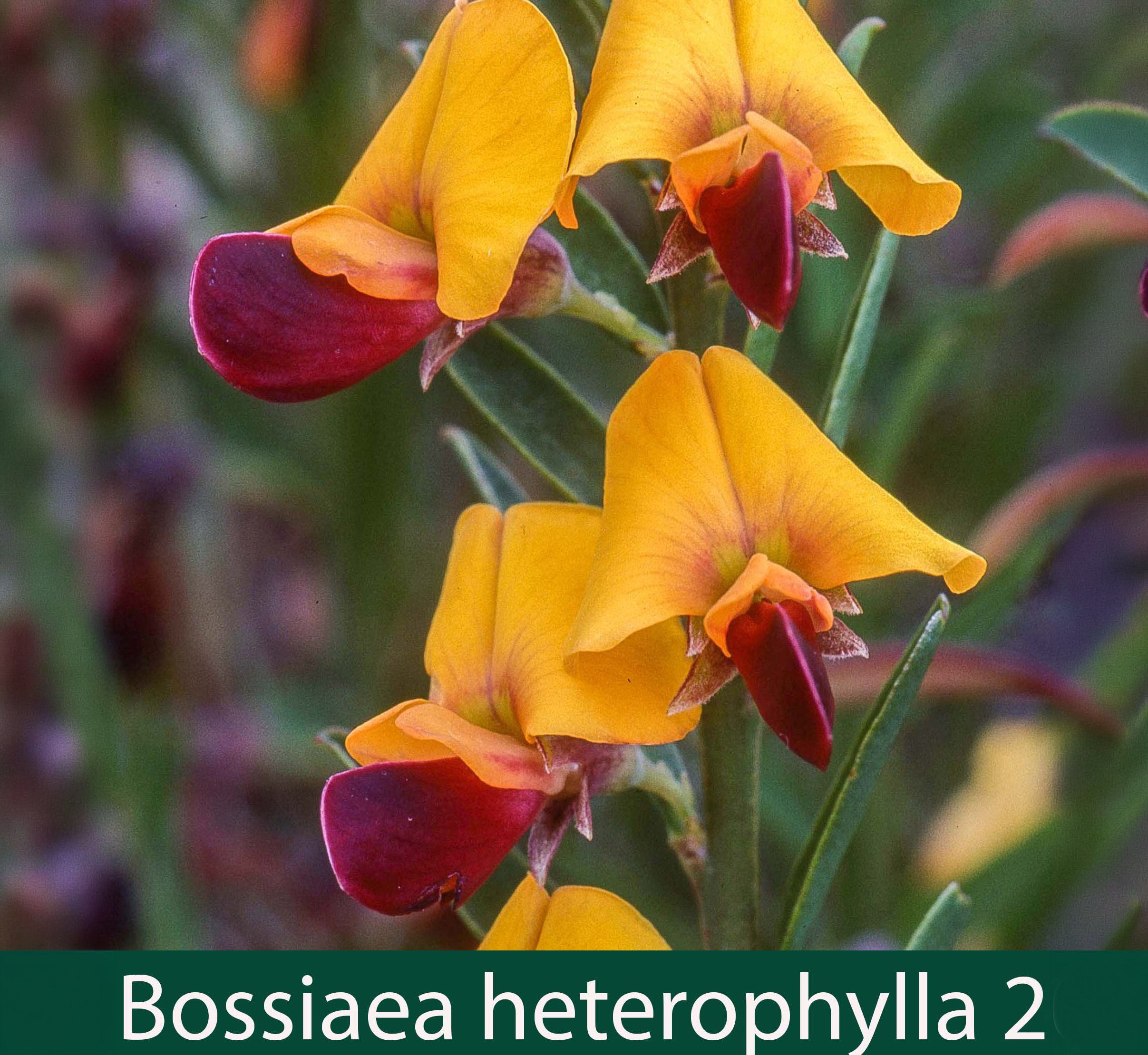 Bossiaea heterophylla 2_.jpg