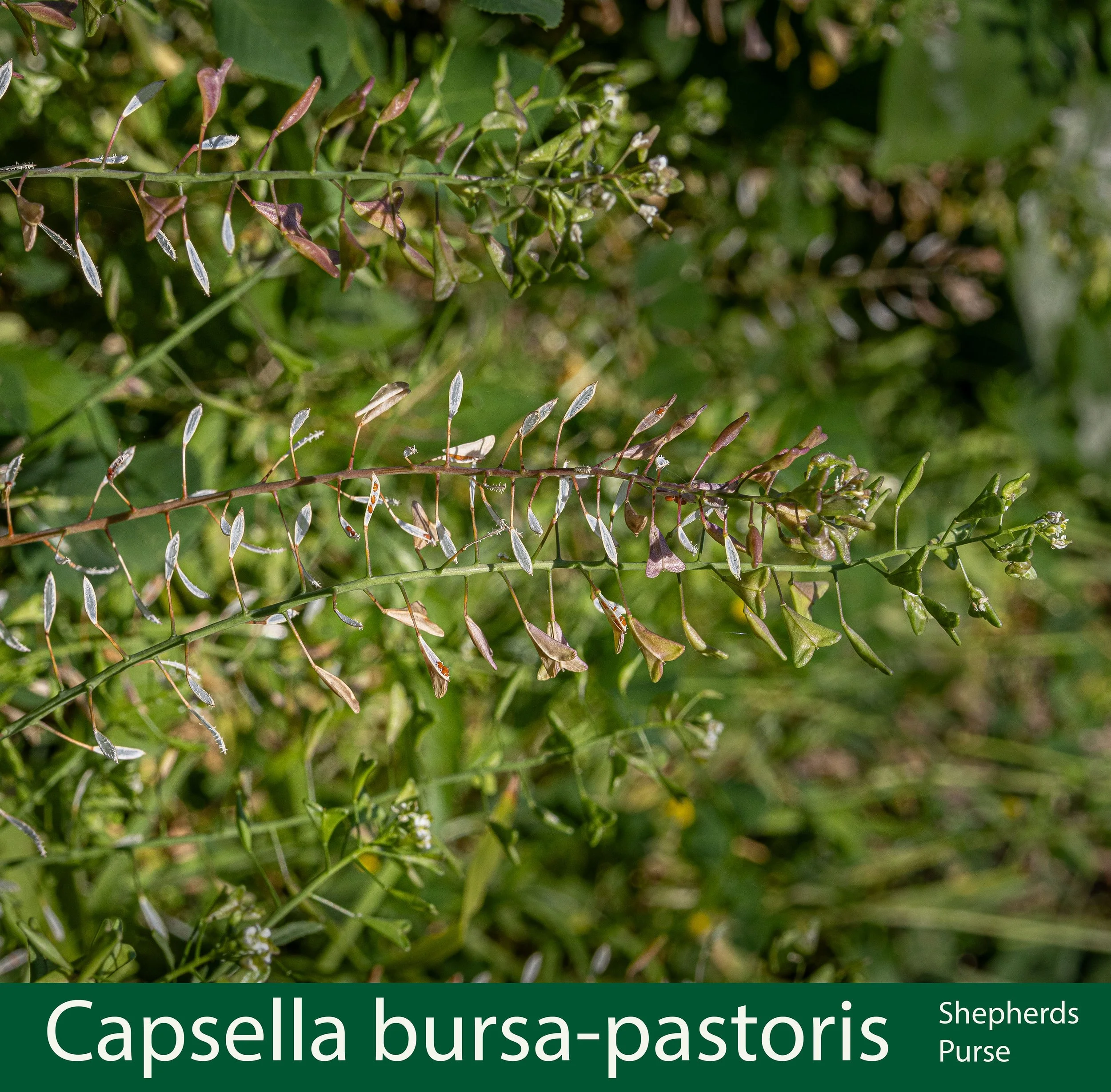 Capsella bursa-pastoris-Shepherds Purse-261A0242.jpg