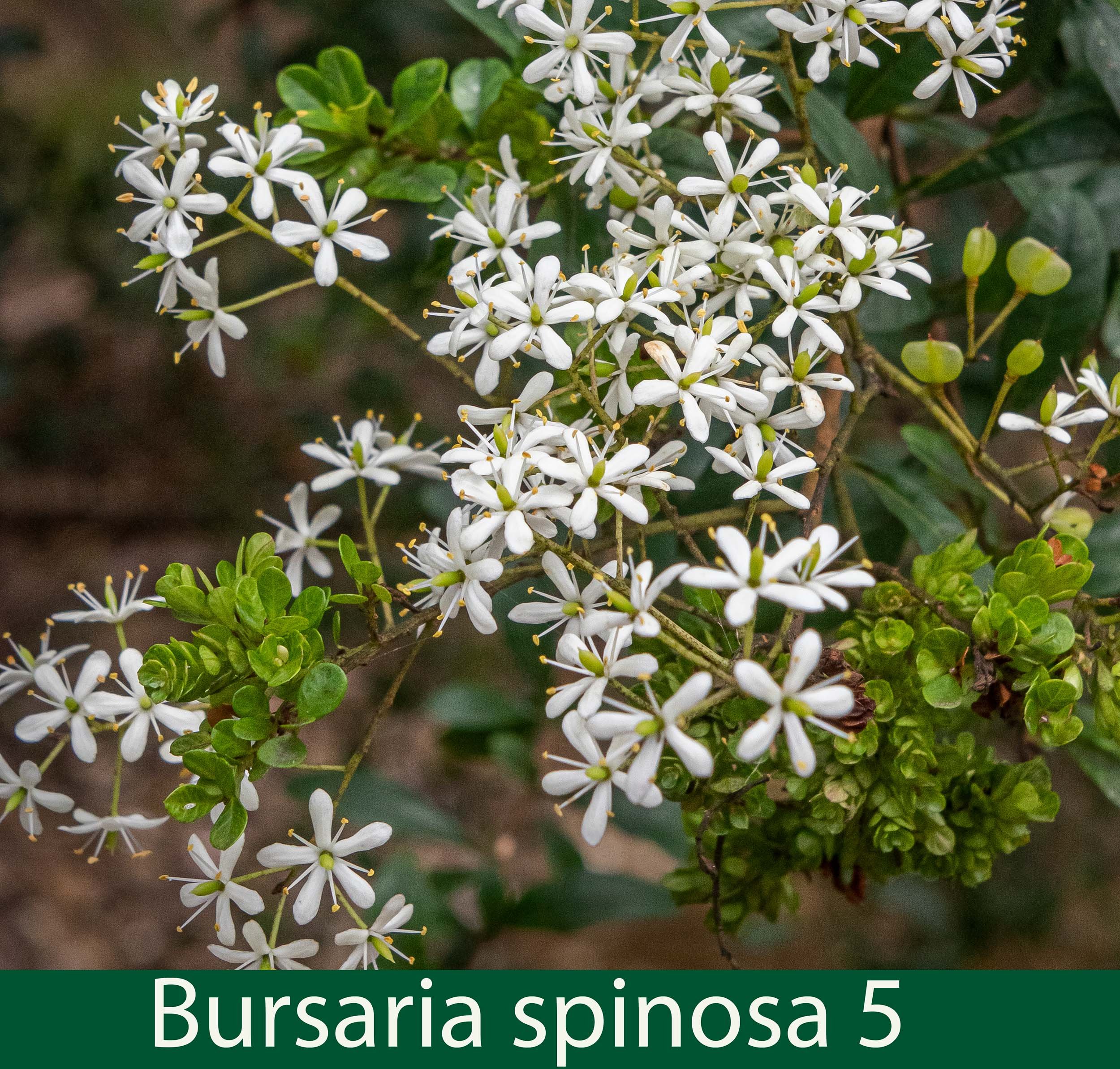 Bursaria spinosa 5- IMG_1794_.jpg