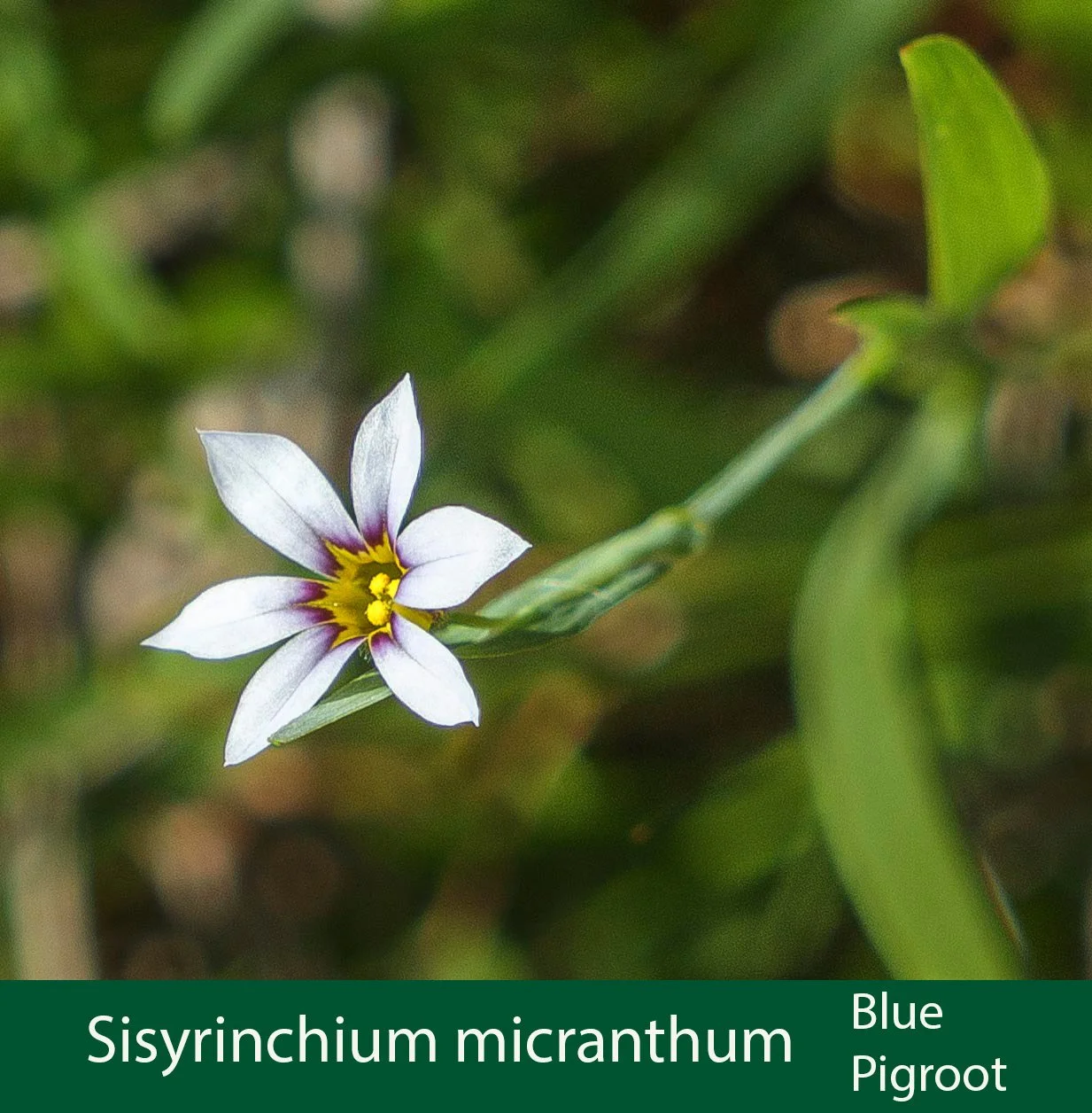 Sisyrinchium micranthum  1.jpg