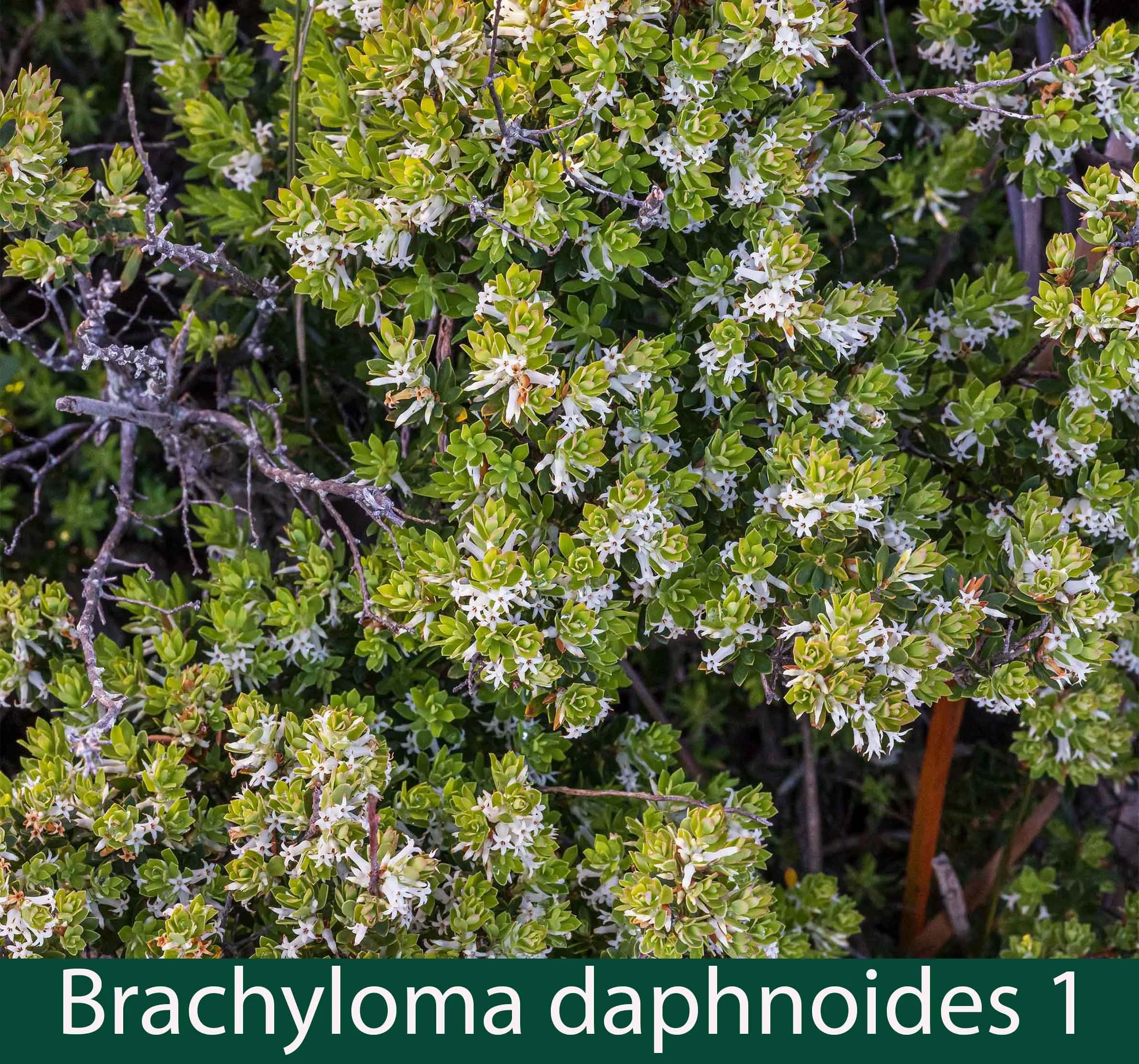 Brachyloma daphnoides 1   Daphne heath.jpg