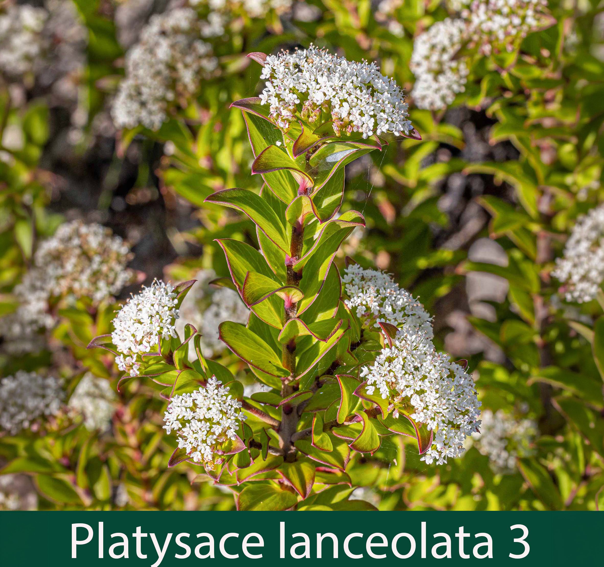 Platysace lanceolata 3_.jpg
