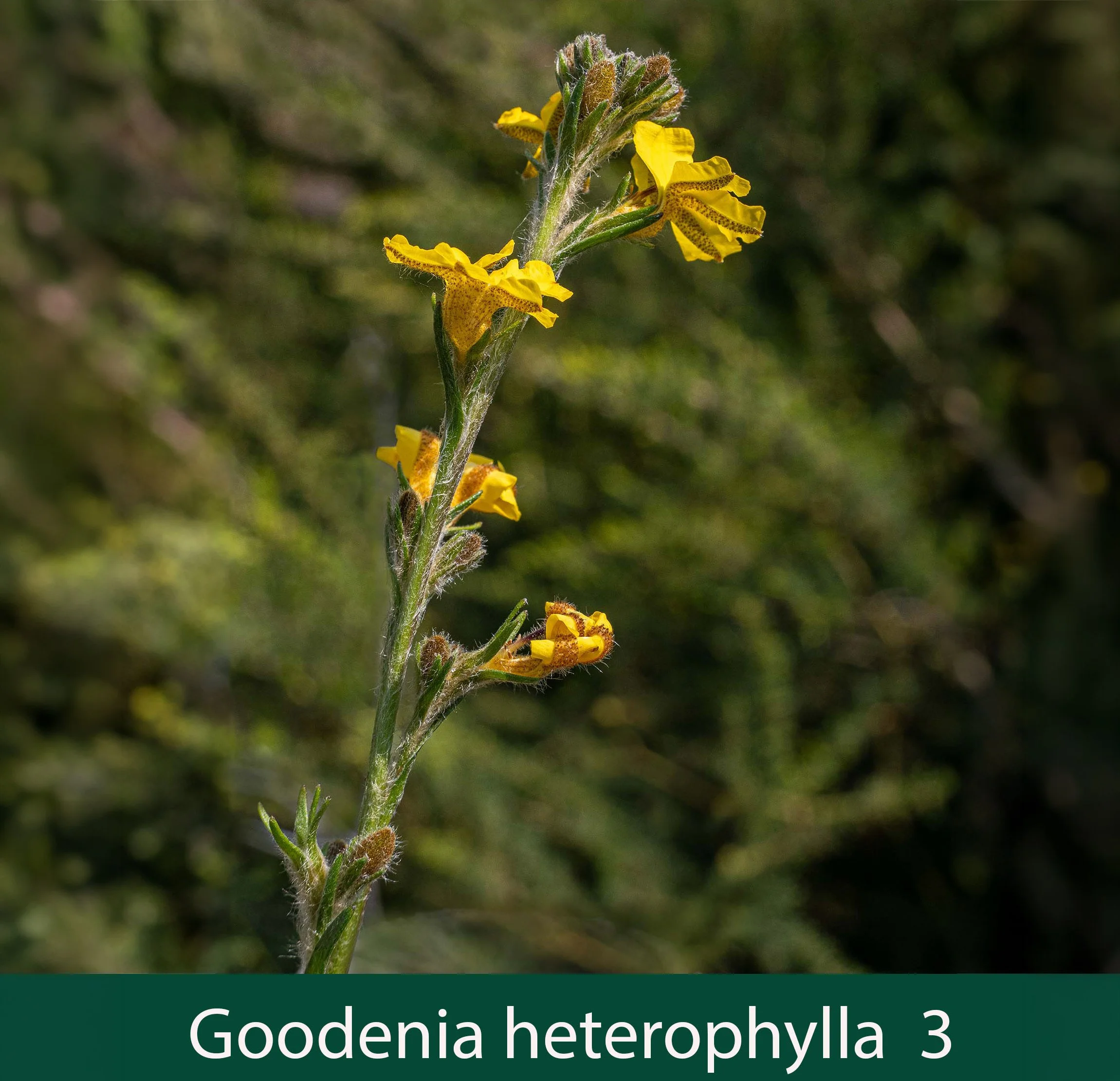 Goodenia heterophylla 3.jpg