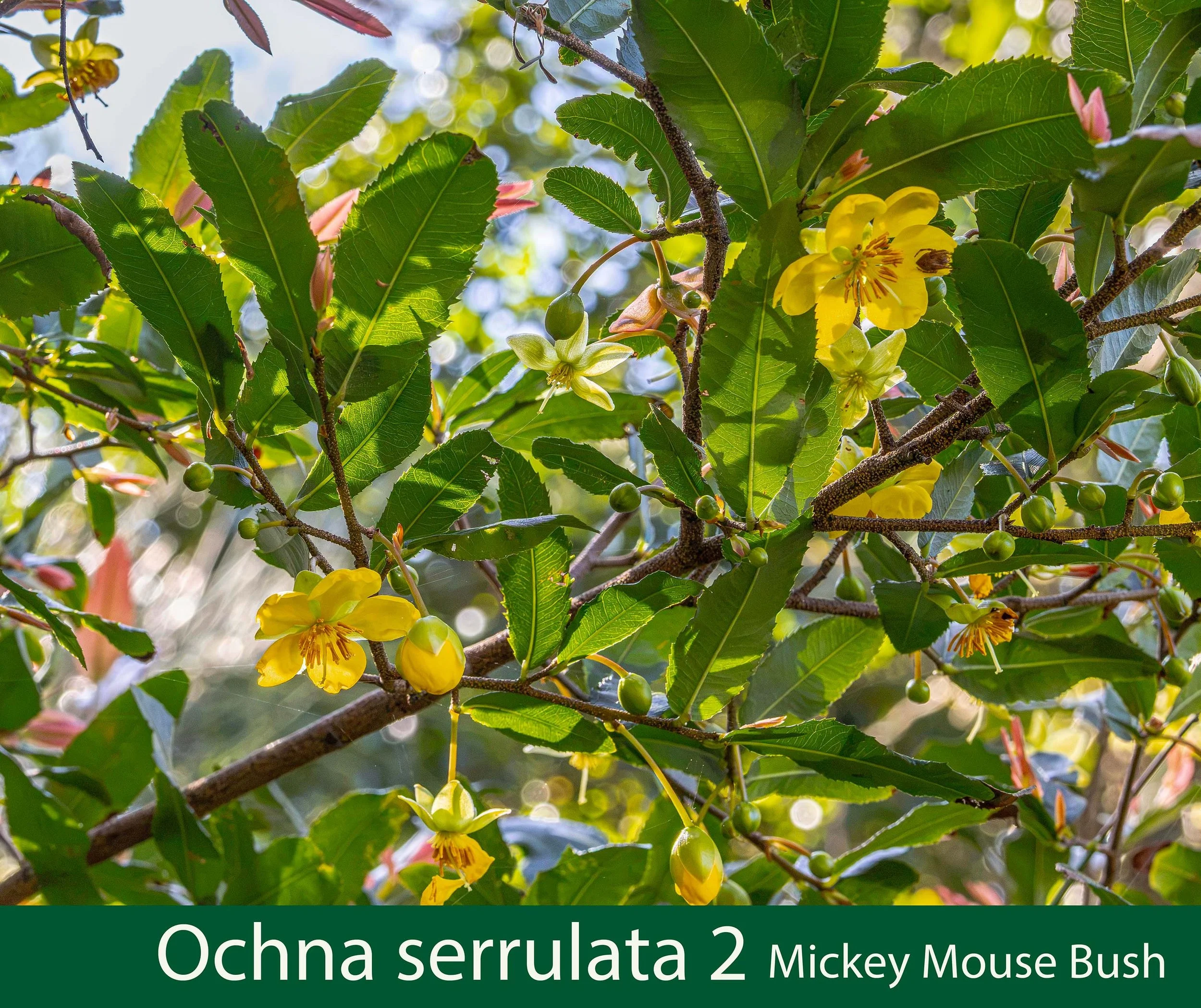 Ochna serrulata 2-- 261A8096_.jpg