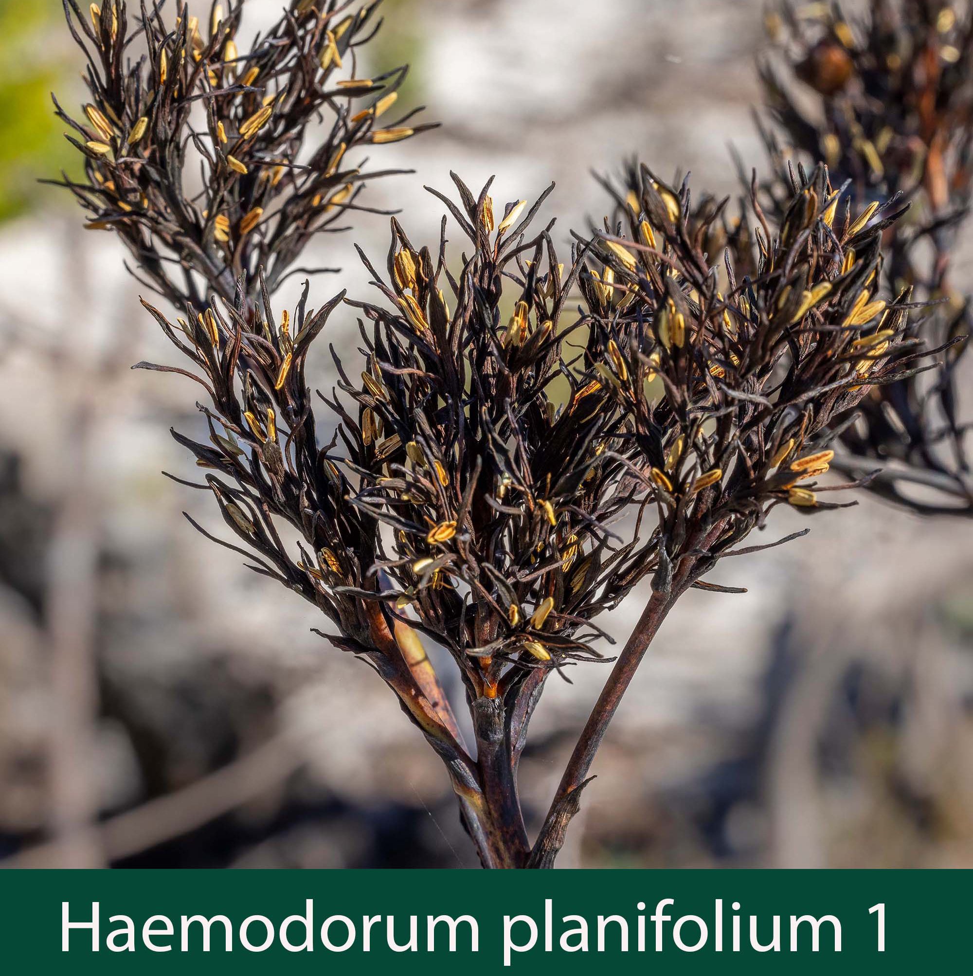 Haemodorum planifolium 1_.jpg