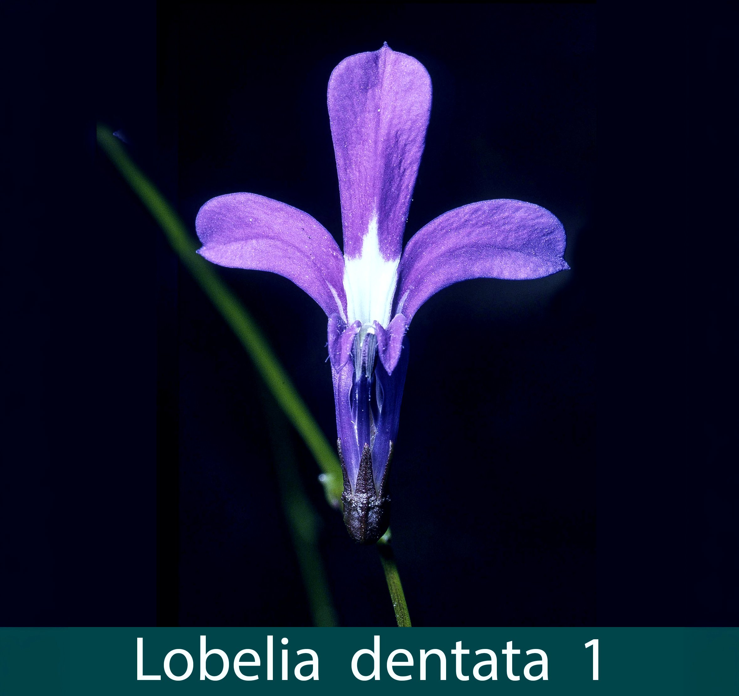 Lobelia dentata 1_.jpg