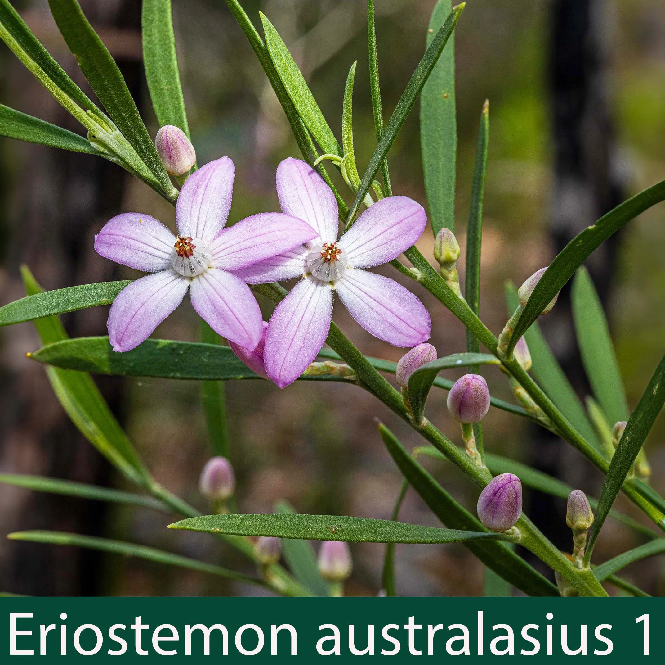 Eriostemon australasius 1   Pink wax flower.jpg