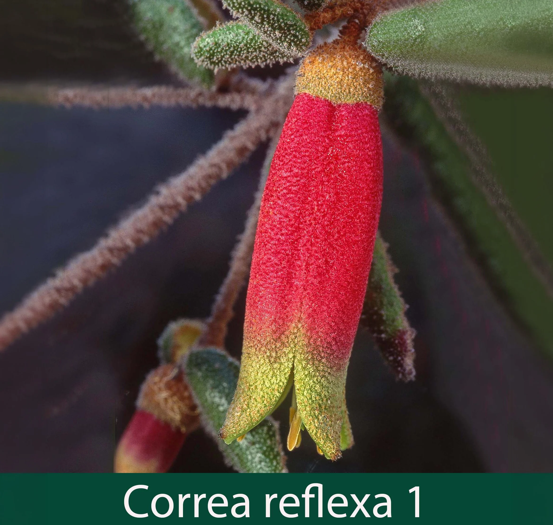 Correa reflexa 1_.jpg