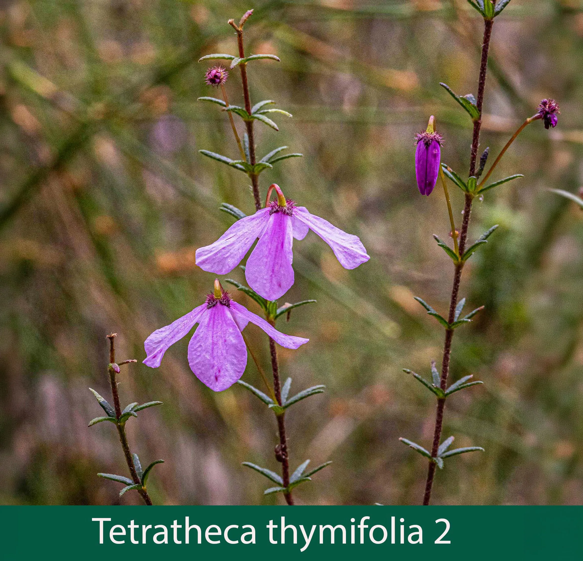 Tetratheca thymifolia 2_.jpg