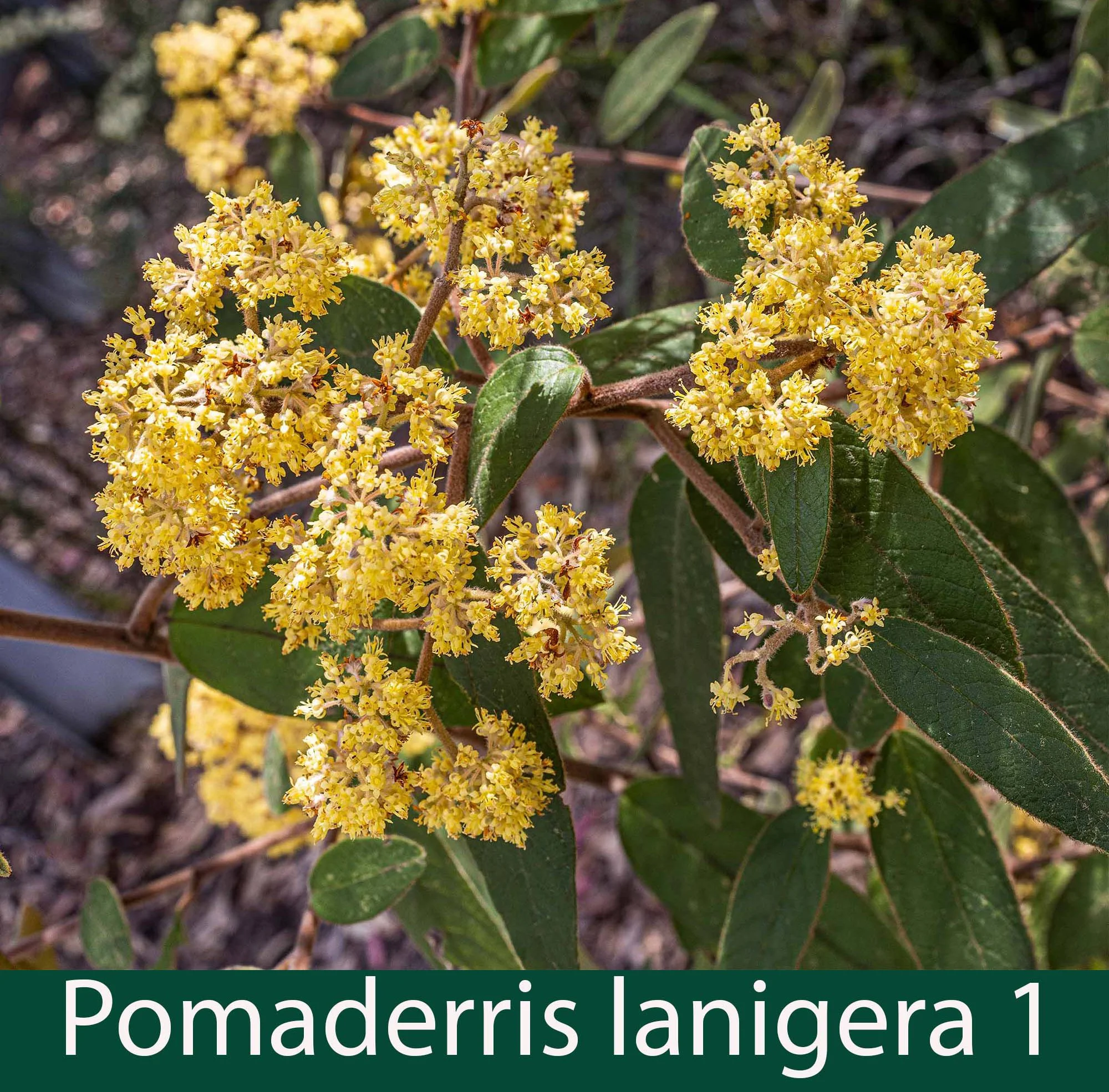 Pomaderris lanigera  1_.jpg