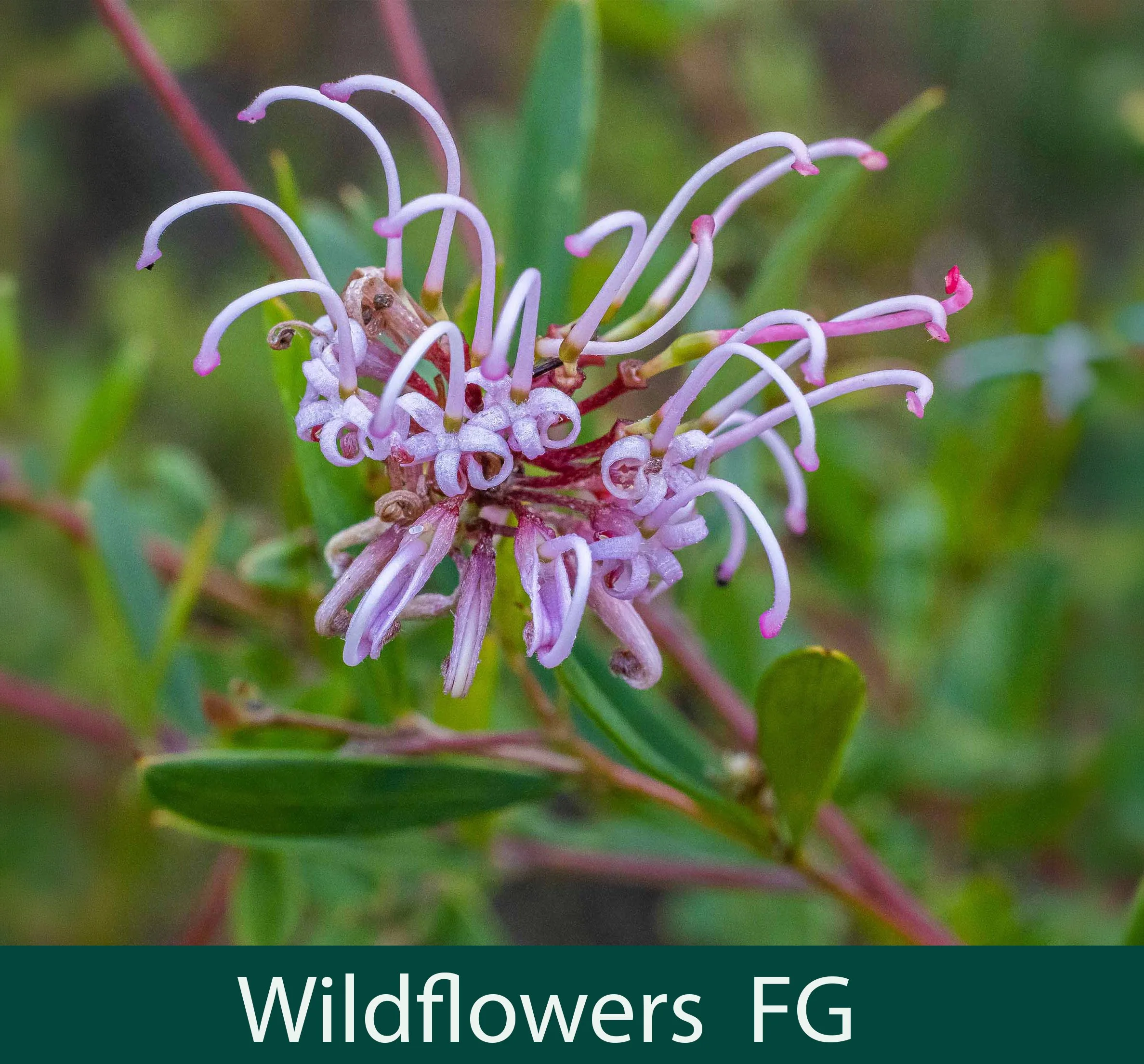 Wildflowers FG