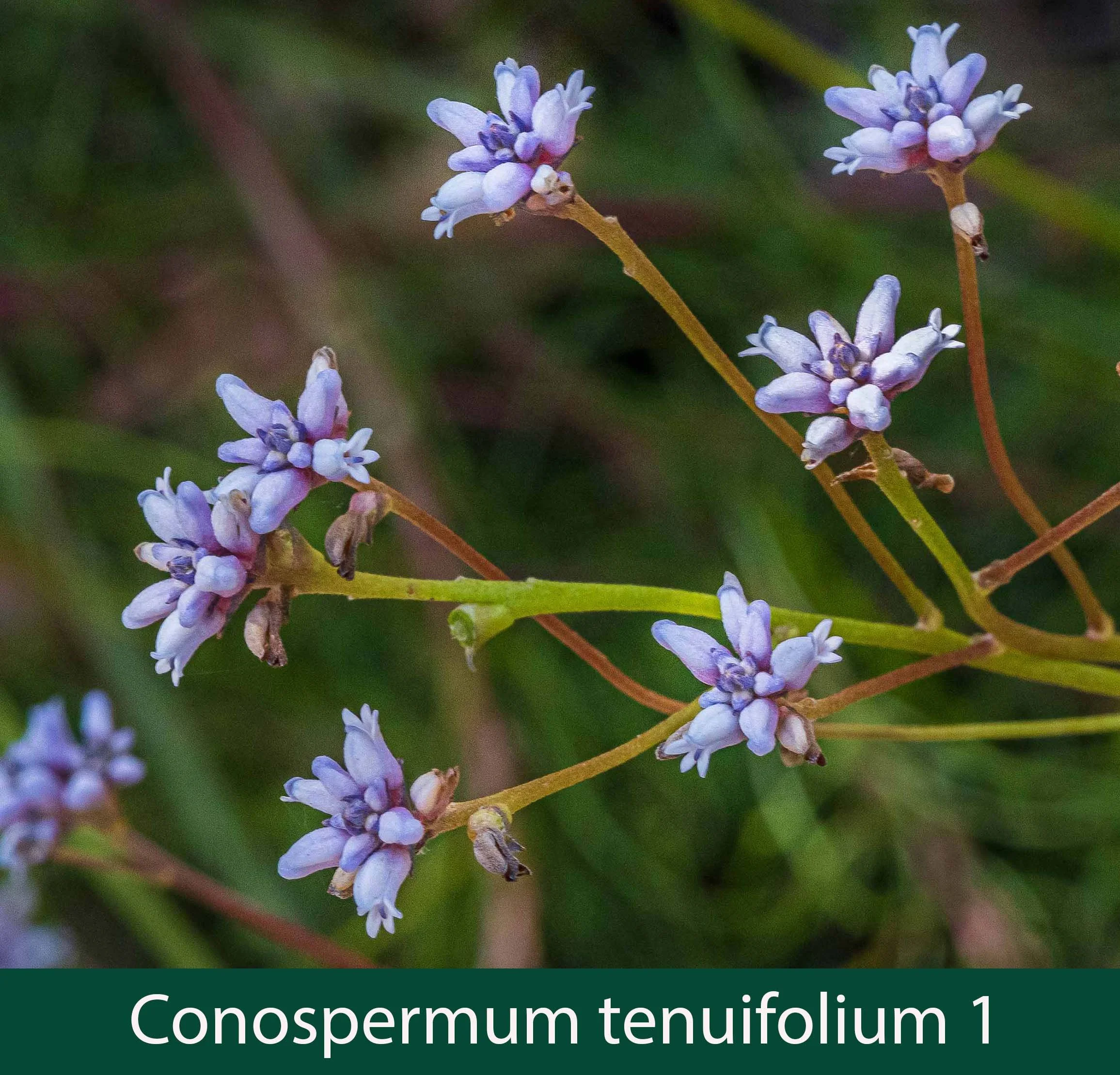 Conospermum tenuifolium 1_.jpg