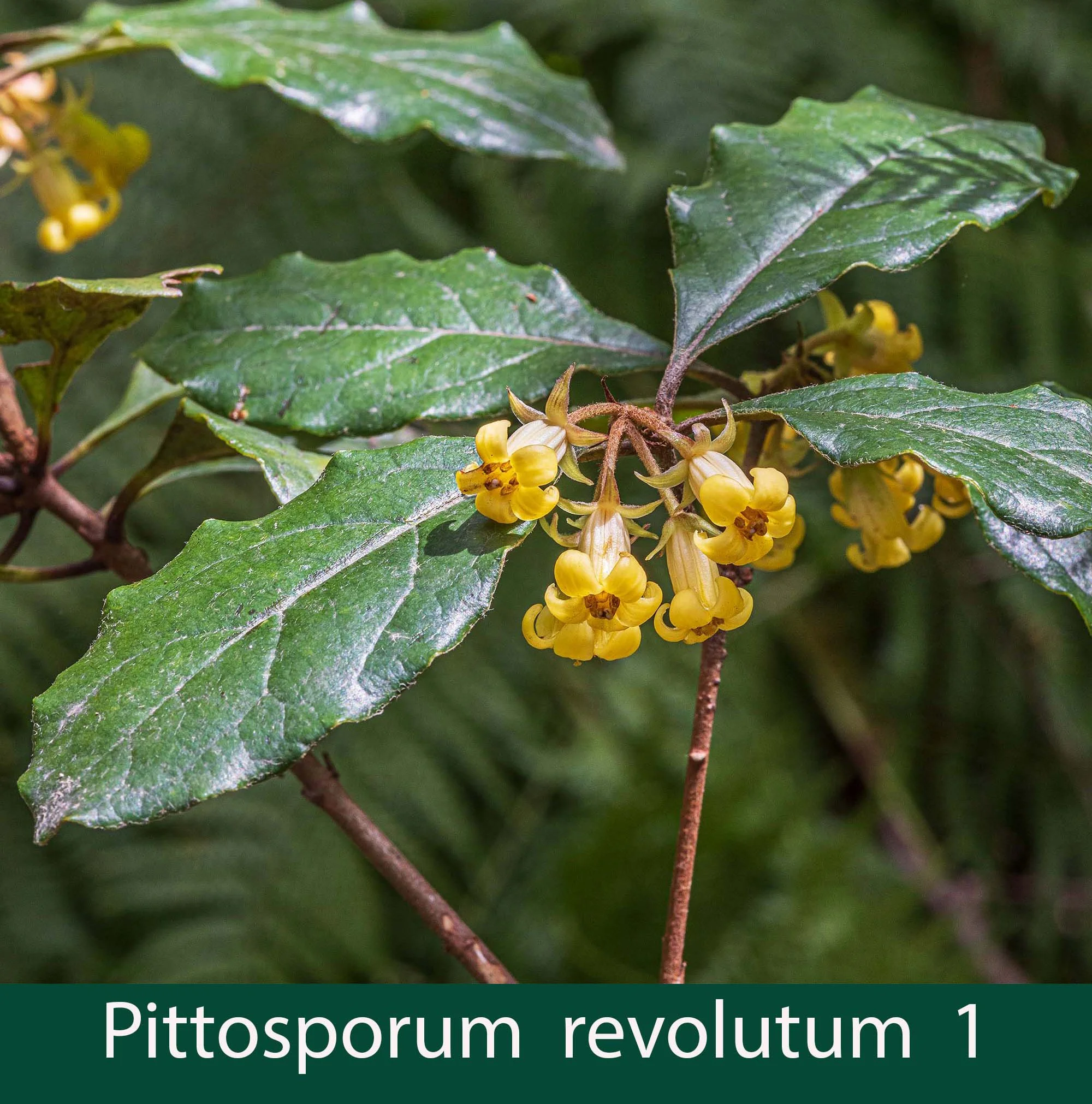 Pittosporum revolutum 1_.jpg