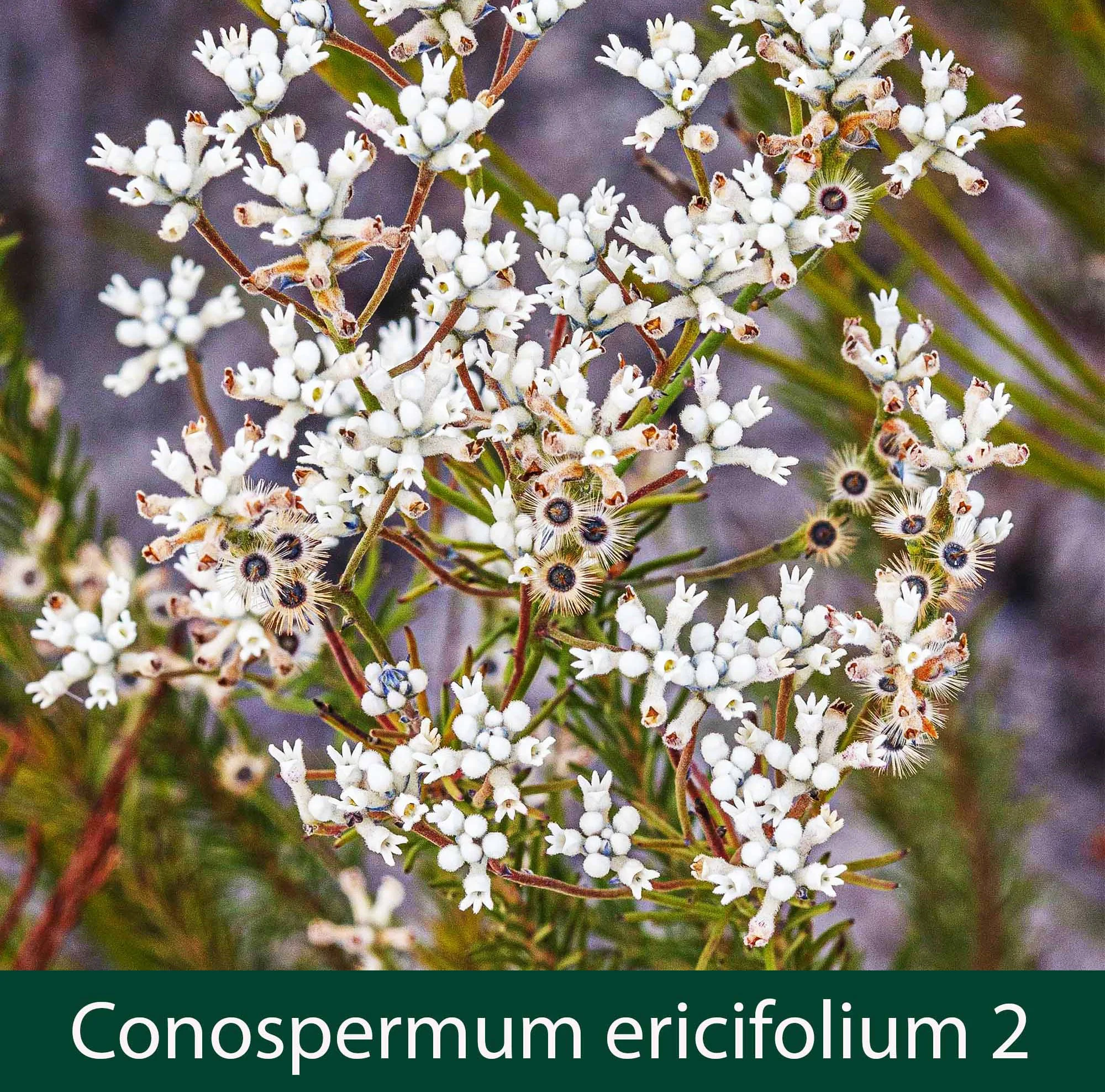 Conospermum ericifolium 2_.jpg