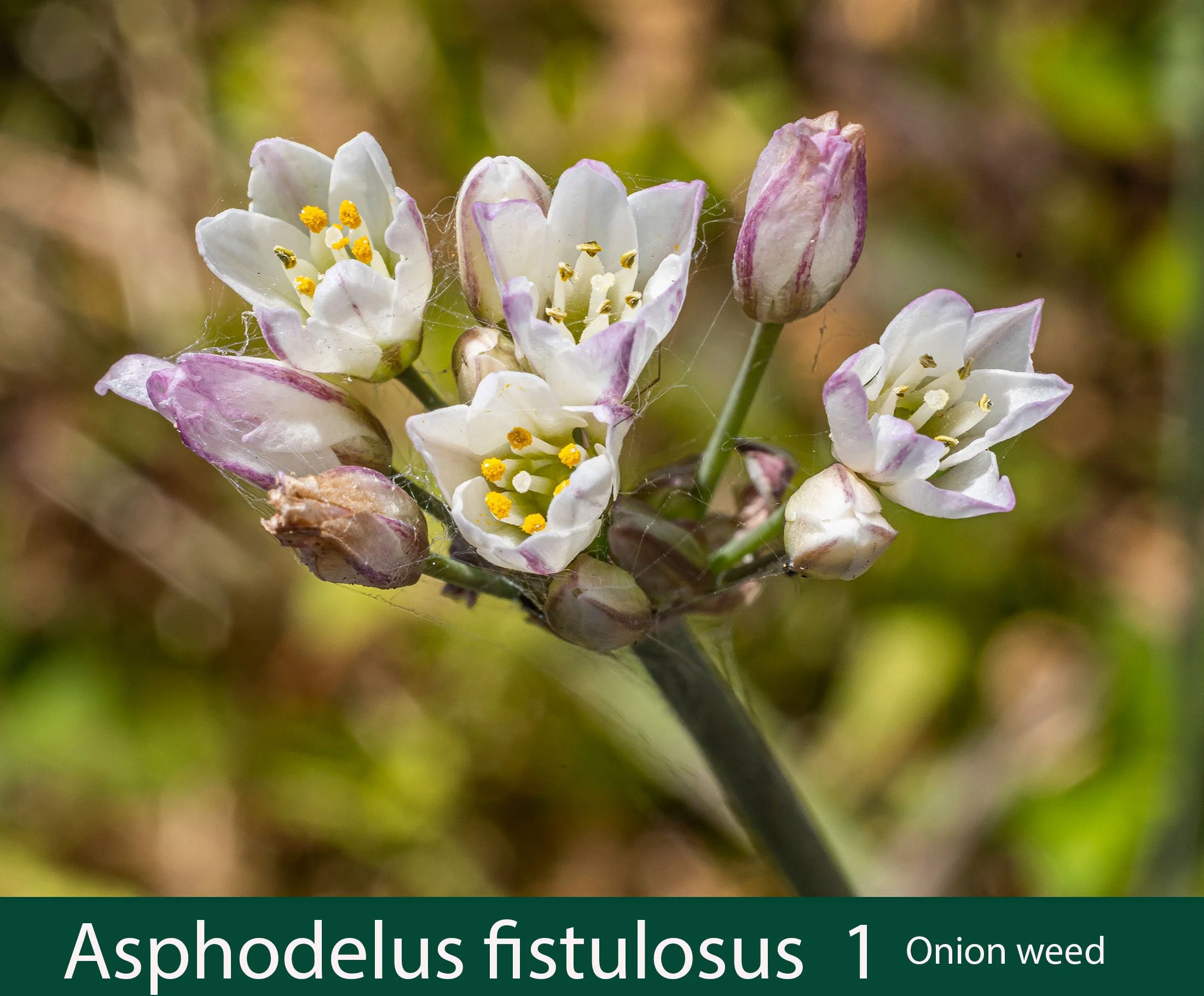 Asphodelus fistulosus 1  Onion weed.jpg