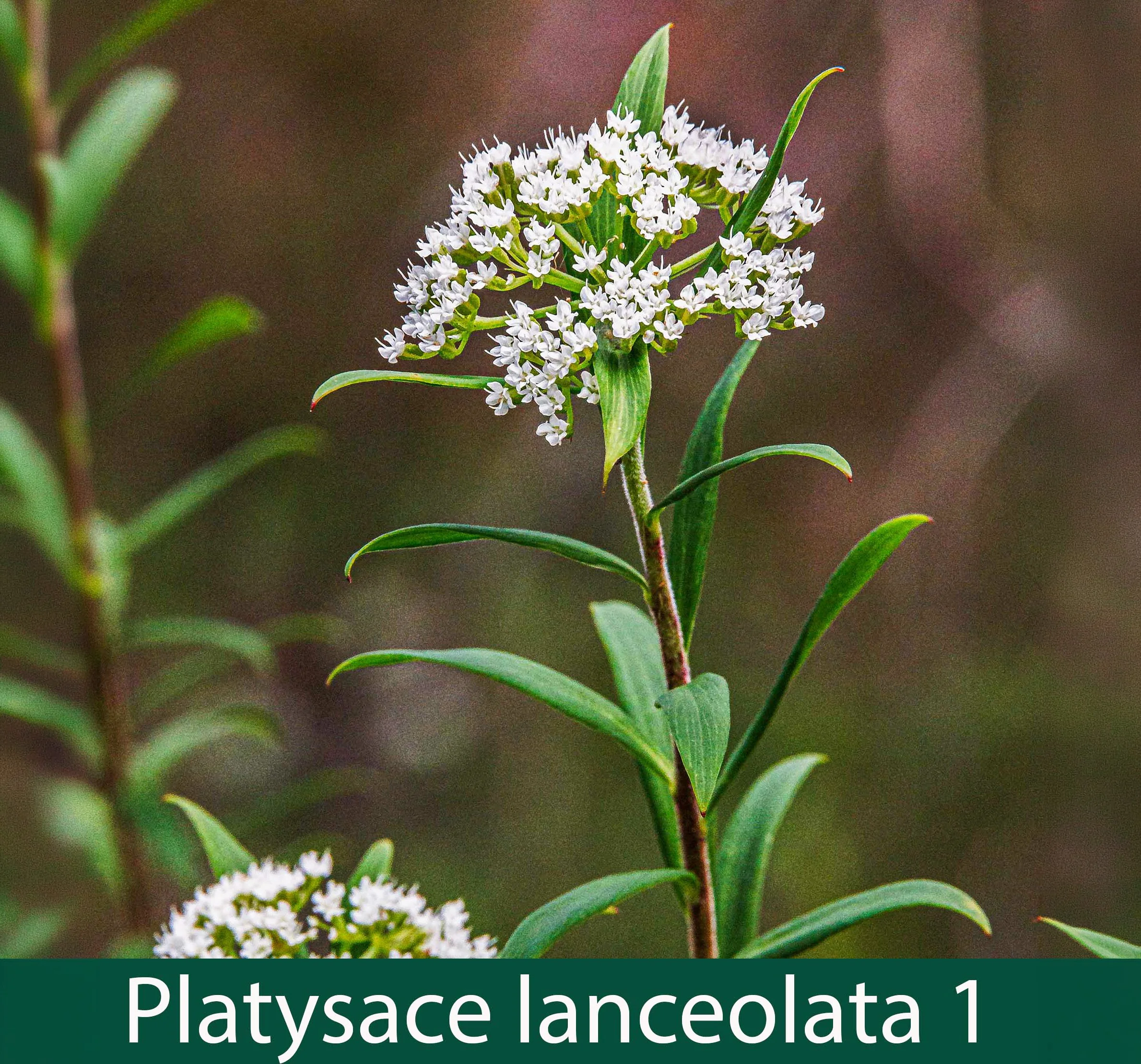Platysace lanceolata 1_.jpg