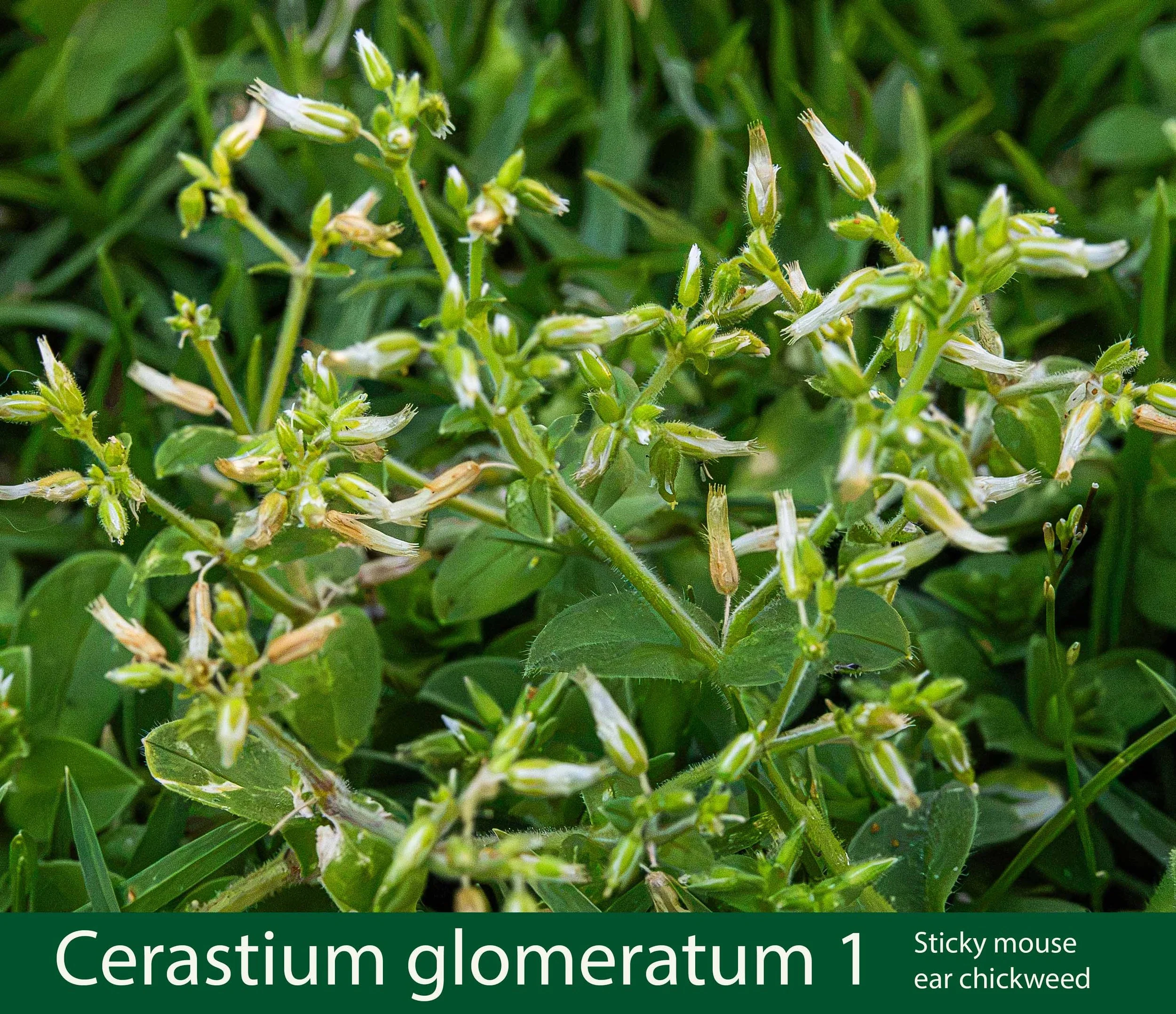 Cerastium glomeratum-1-b-Sticky mouse ear chickweed-261A7239 copy.jpg