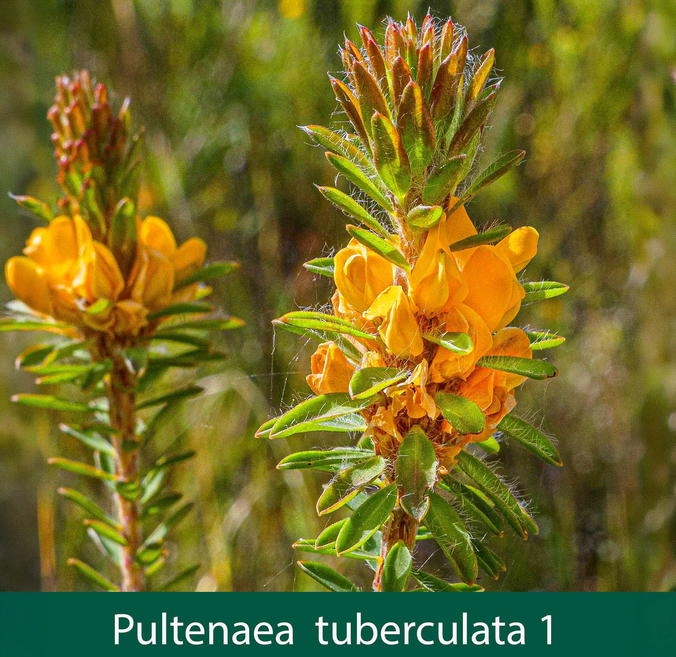 Pultenaea tuberculata 1_.jpg
