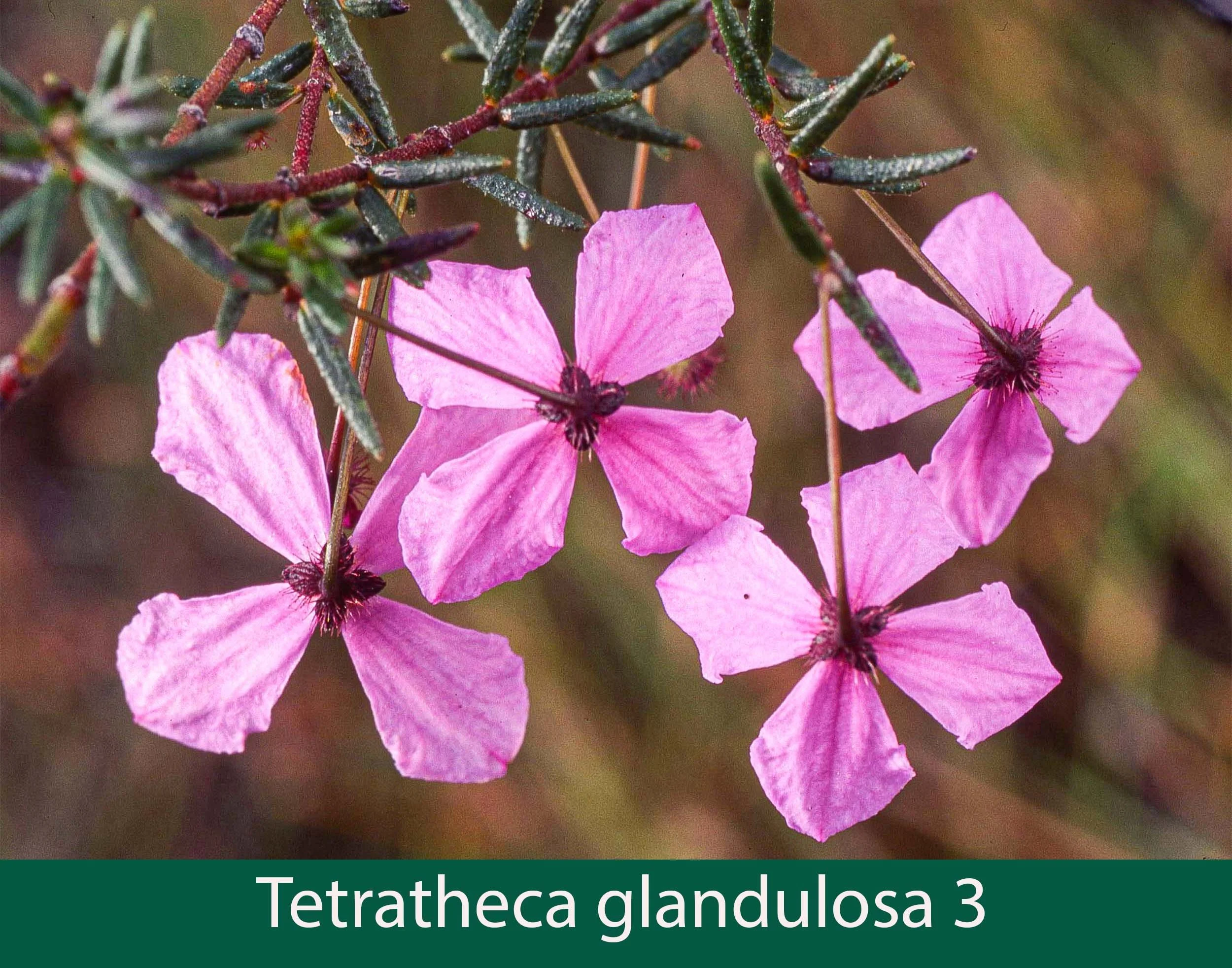 Tetratheca glandulosa 3_.jpg