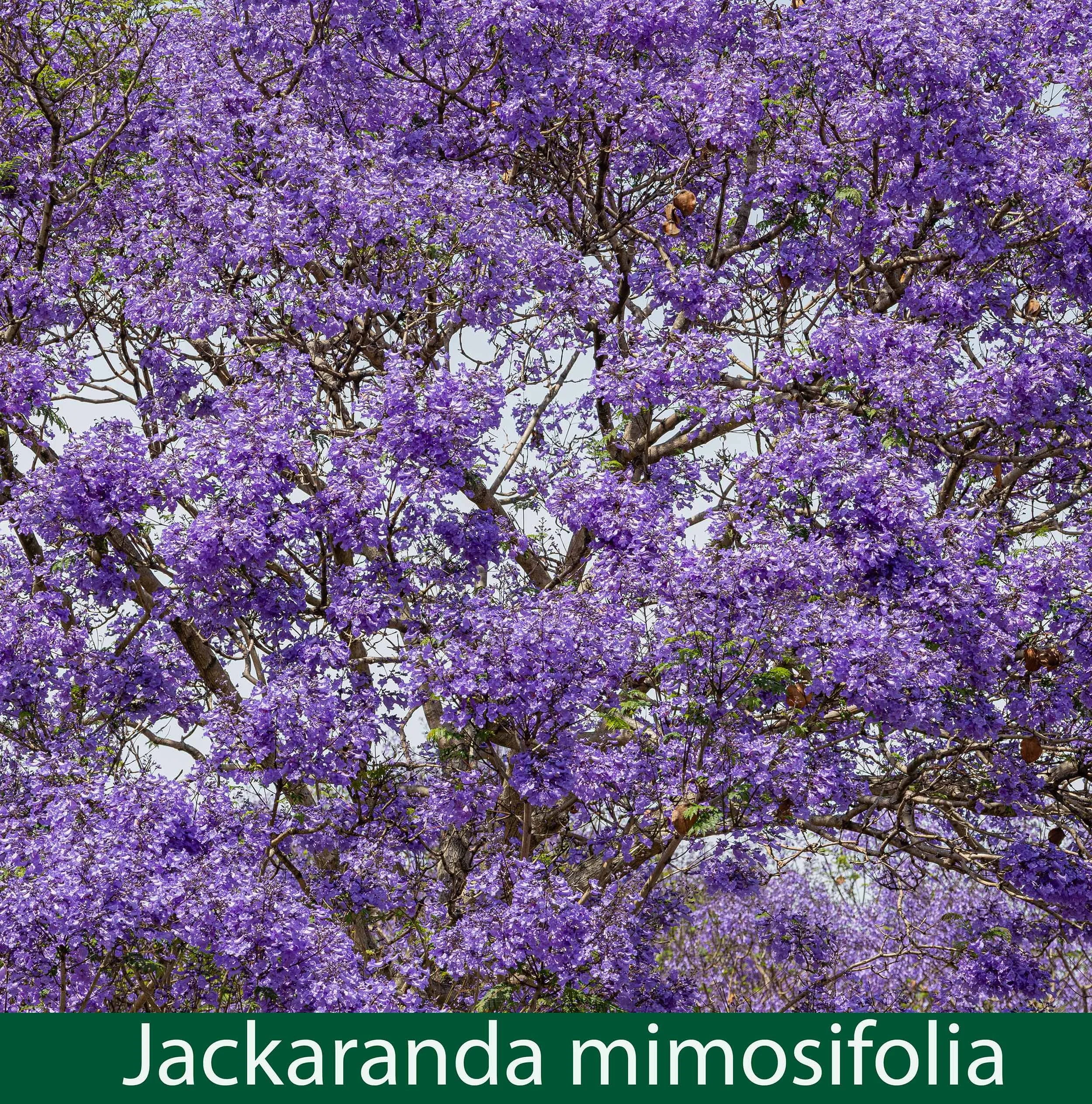 Jackaranda mimosifolia 1-reduced for Squarespace with cap-261A3156.jpg