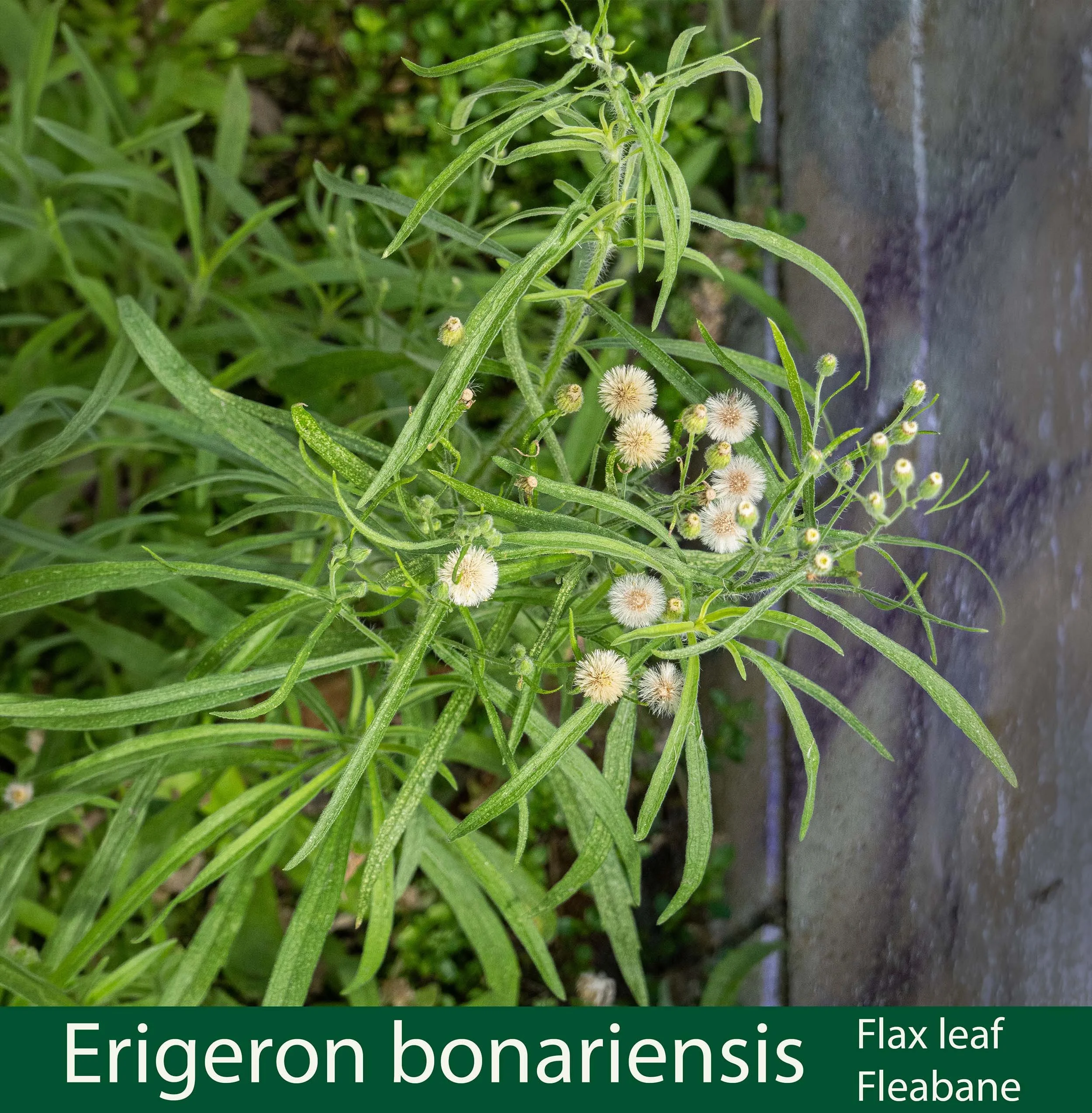 Erigeron bonariensis-a- Flax leaf fleabane-DSC01144 copy.jpg