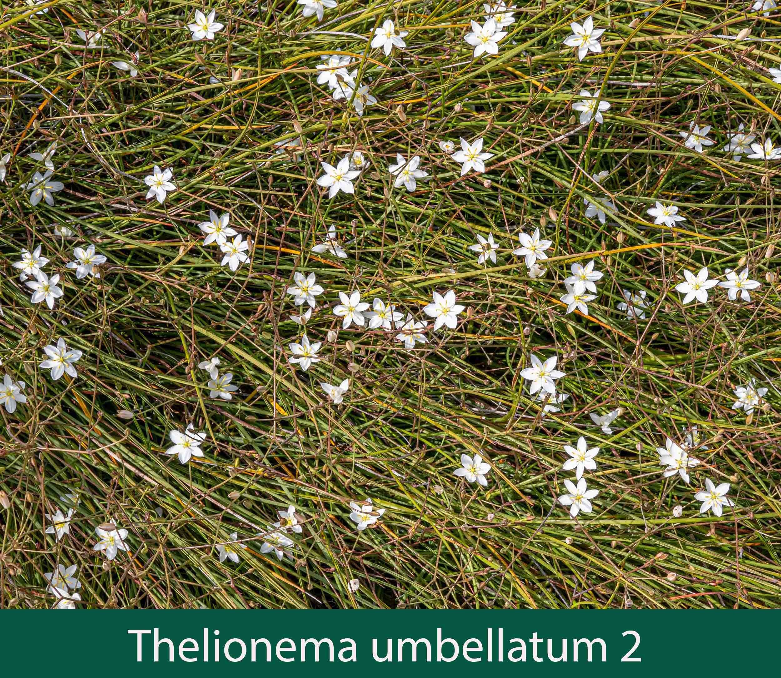 Thelionema umbellatum 2_.jpg