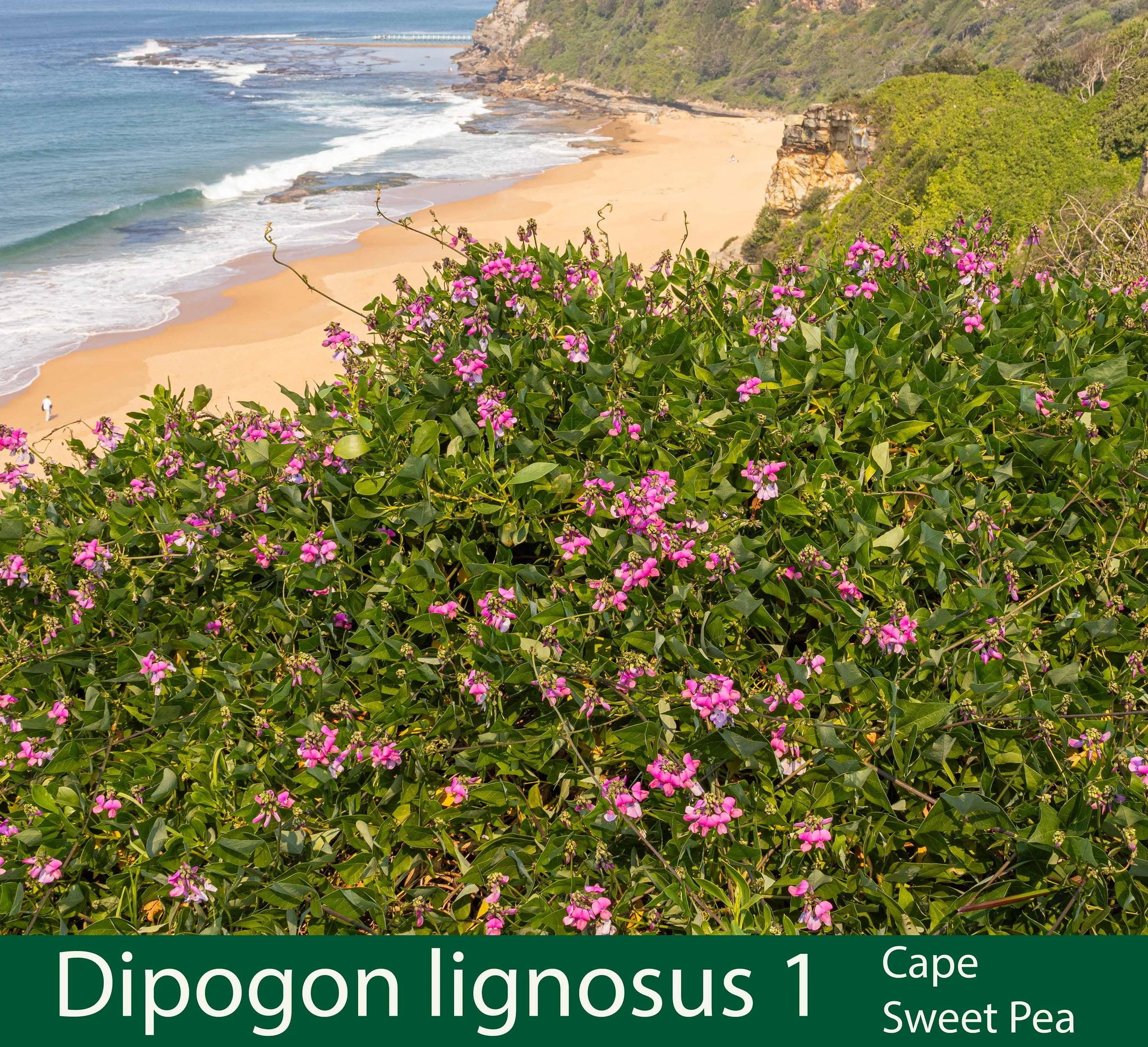 Dipogon lignosus 1-261A0333.jpg