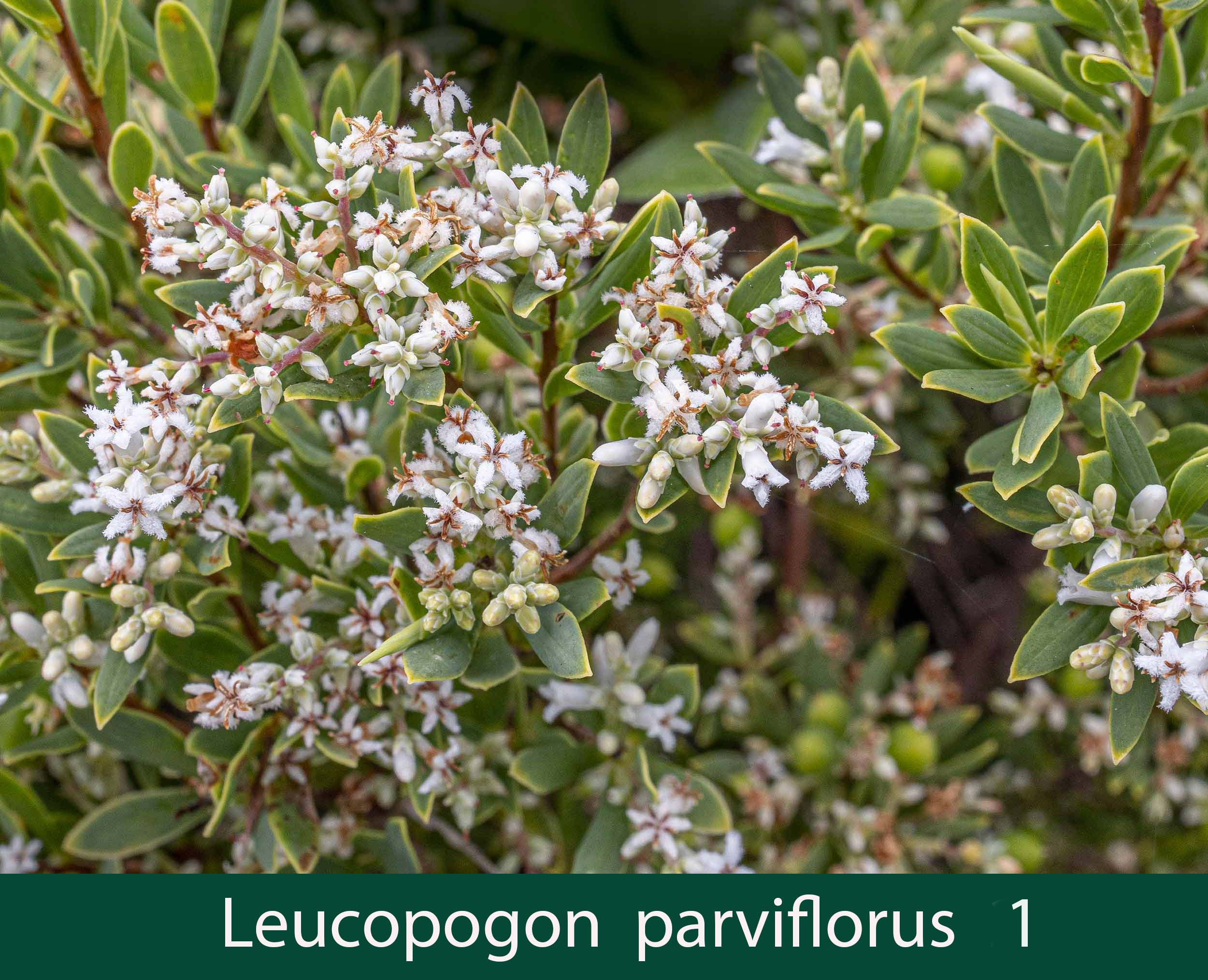 Leucopogon parviflorus 1_.jpg