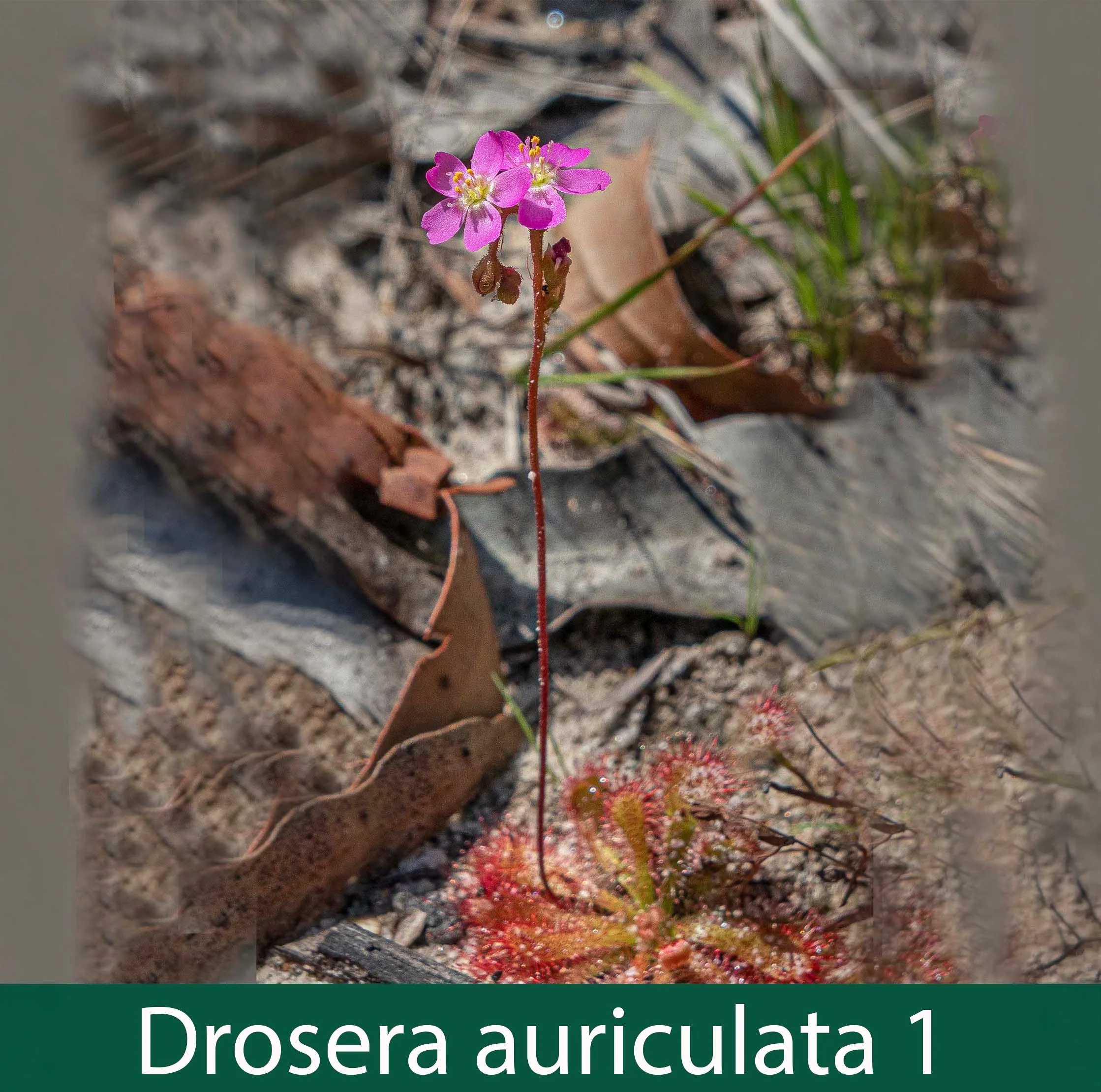 Drosera auriculata 1.jpg