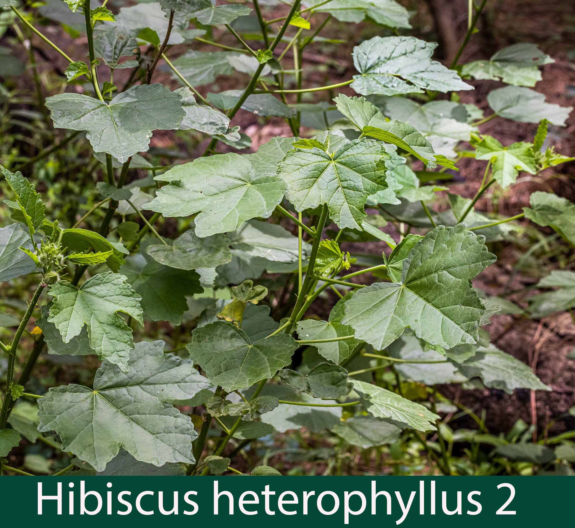 HIbiscus heterophyllus 2  leaves.jpg