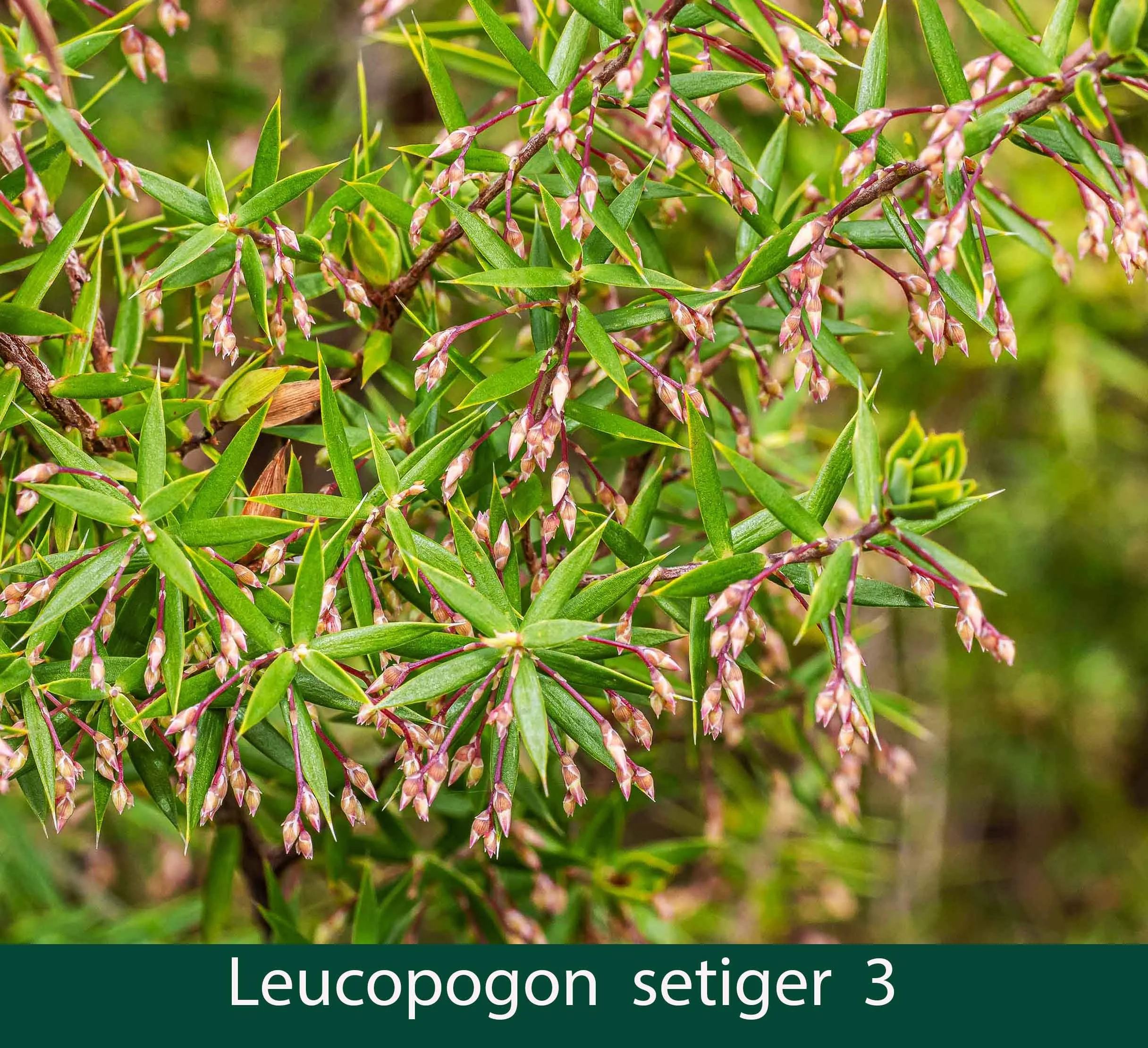 Leucopogon setiger 3_.jpg