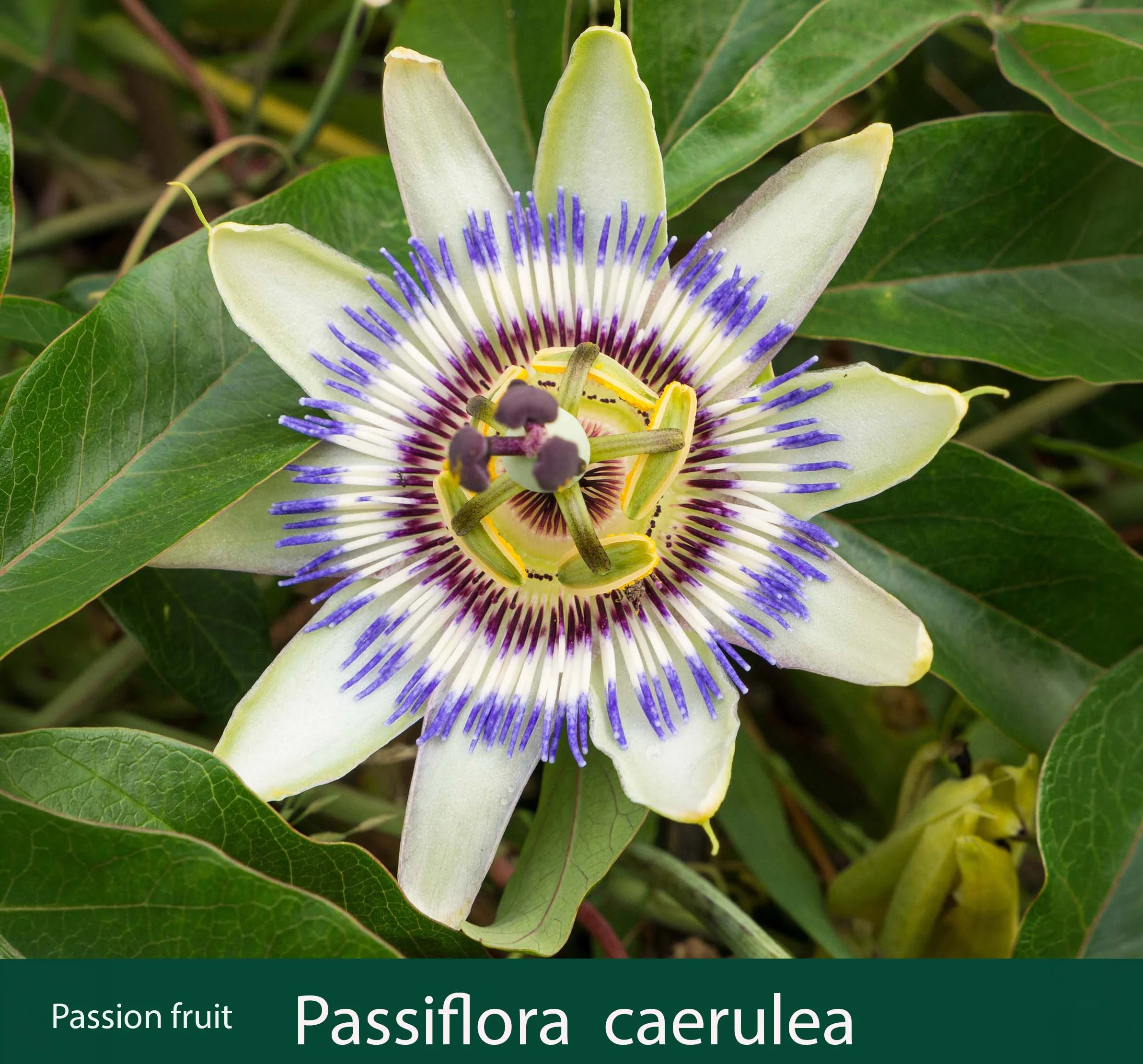 Passiflora caerulea 1_.jpg