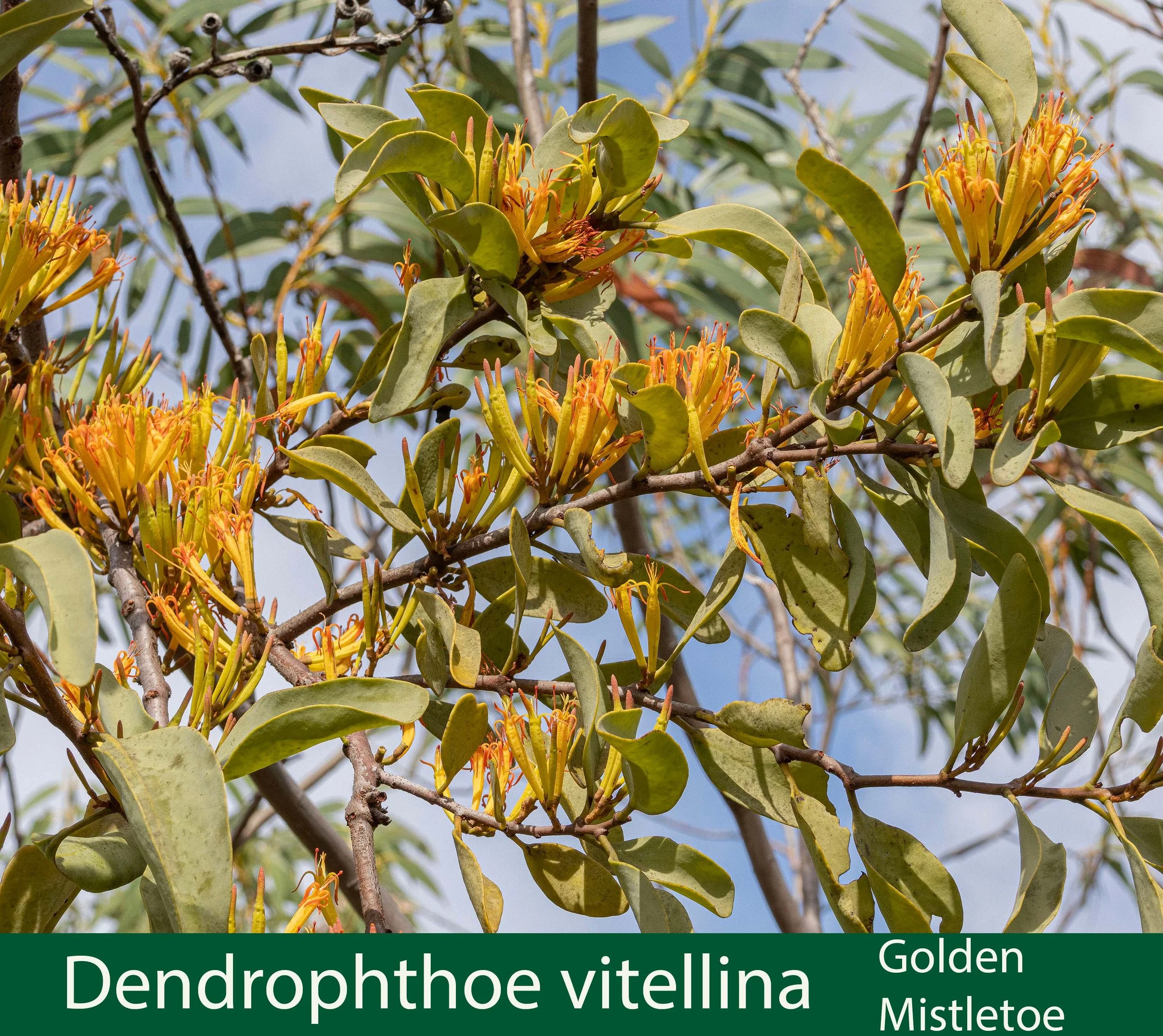 Dendrophthoe vitellina a  Golden mistletoe 261A1641_.jpg