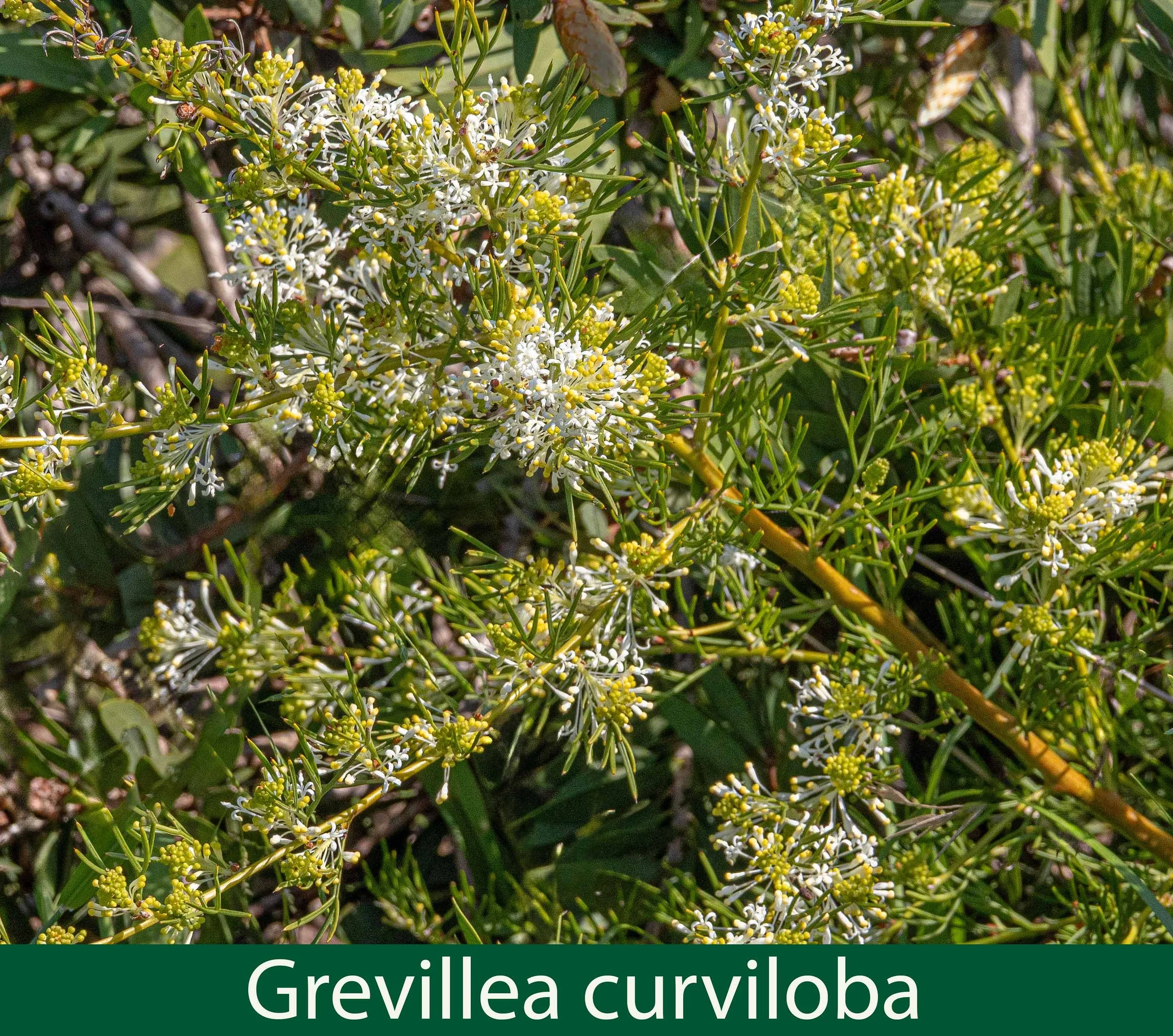 Grevillea curviloba --261A0287 .jpg