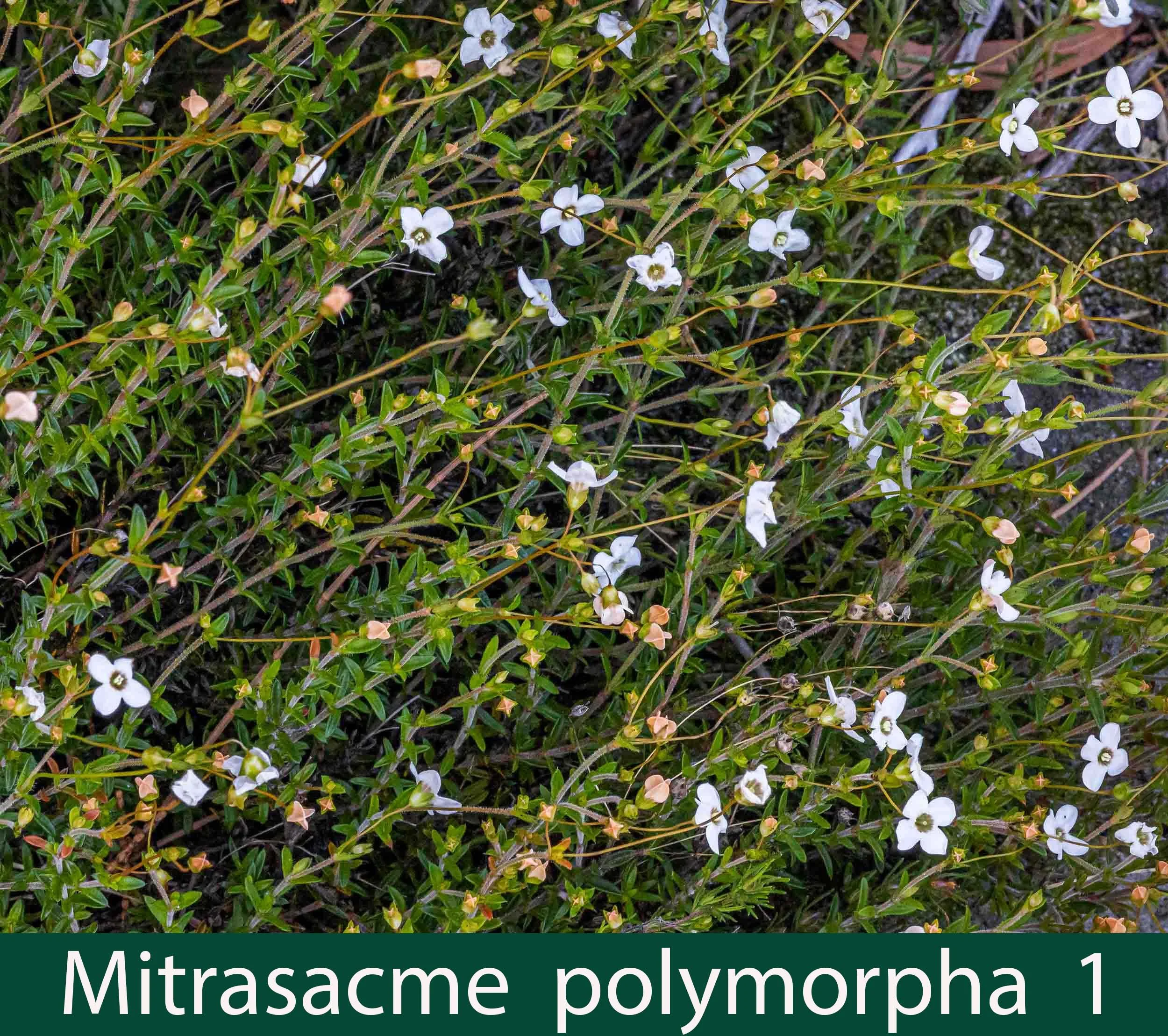 Mitrasacme polymorpha 1_.jpg
