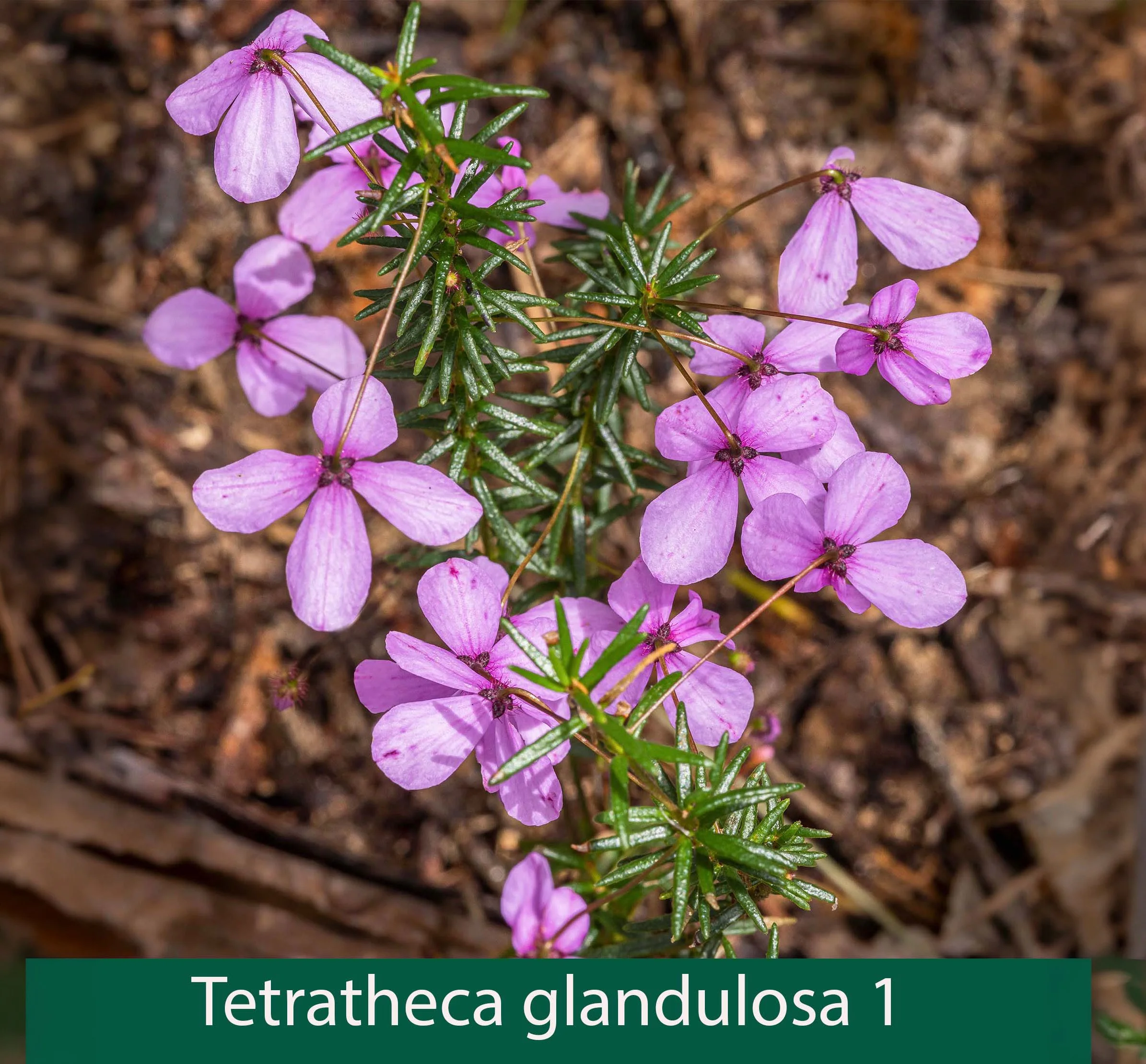Tetratheca glandulosa 1_.jpg