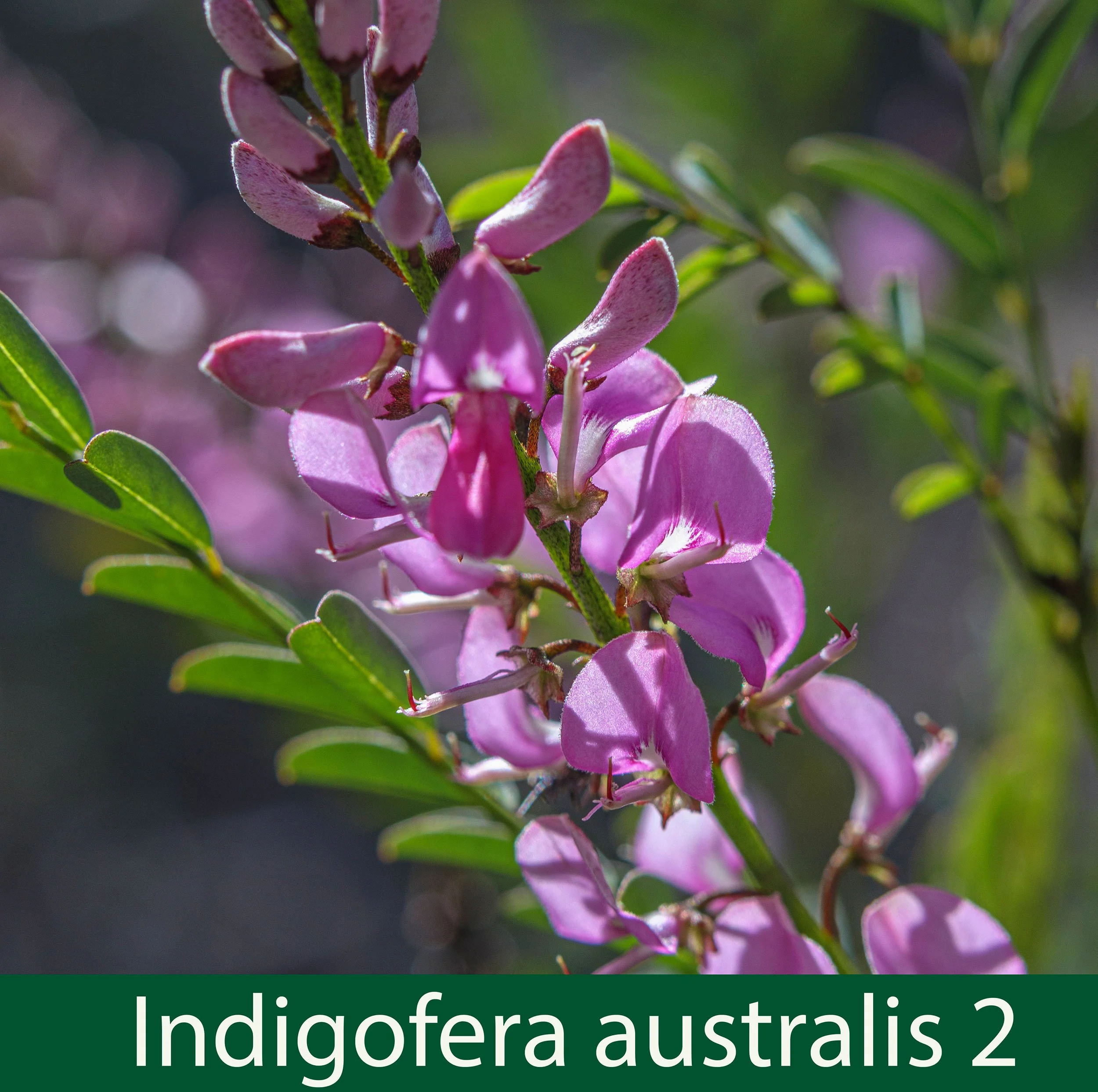 Indigofera australis 2.jpg